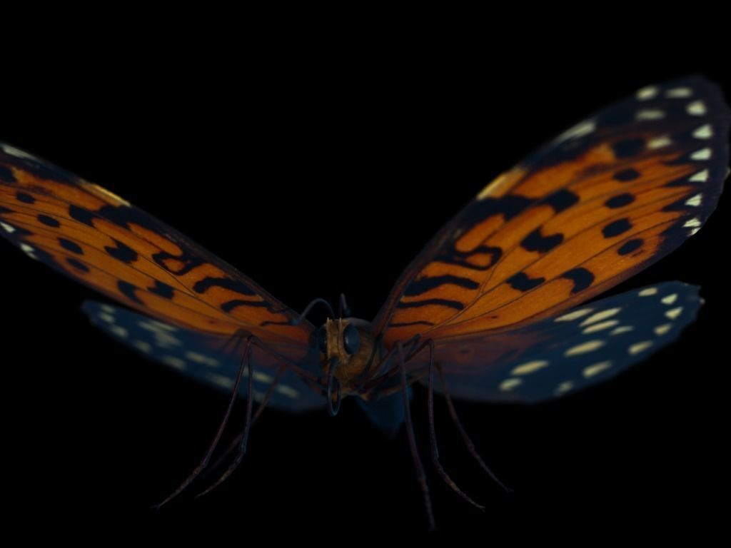 Butterfly Low-poly 3D model_3