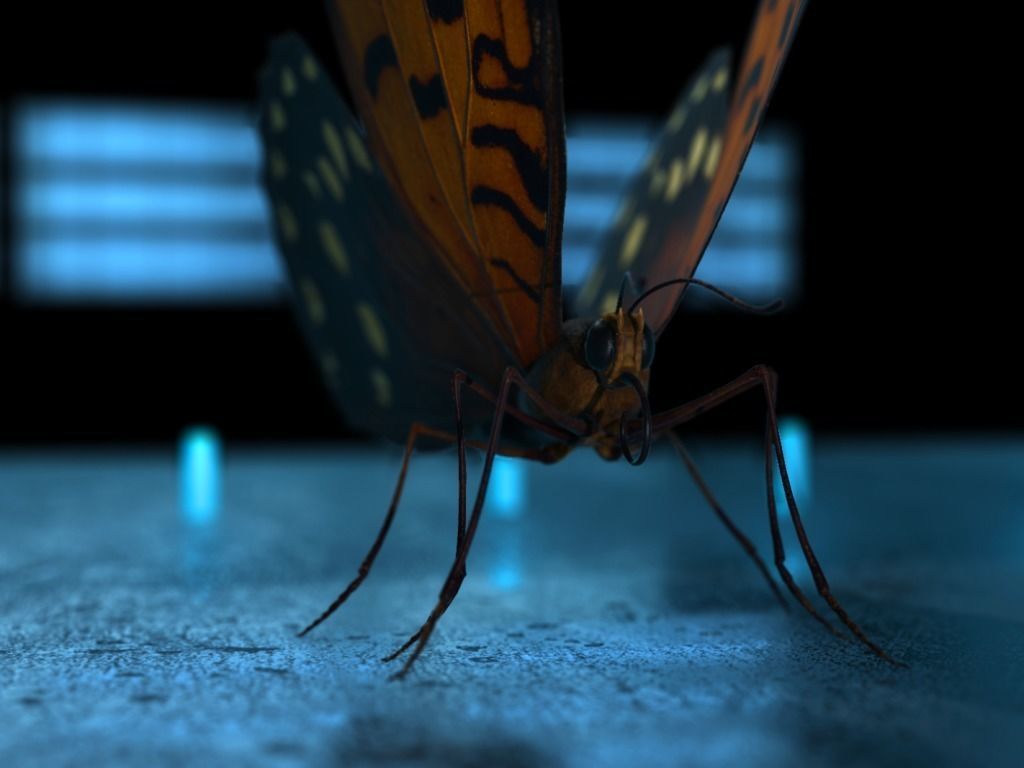 Butterfly Low-poly 3D model_21