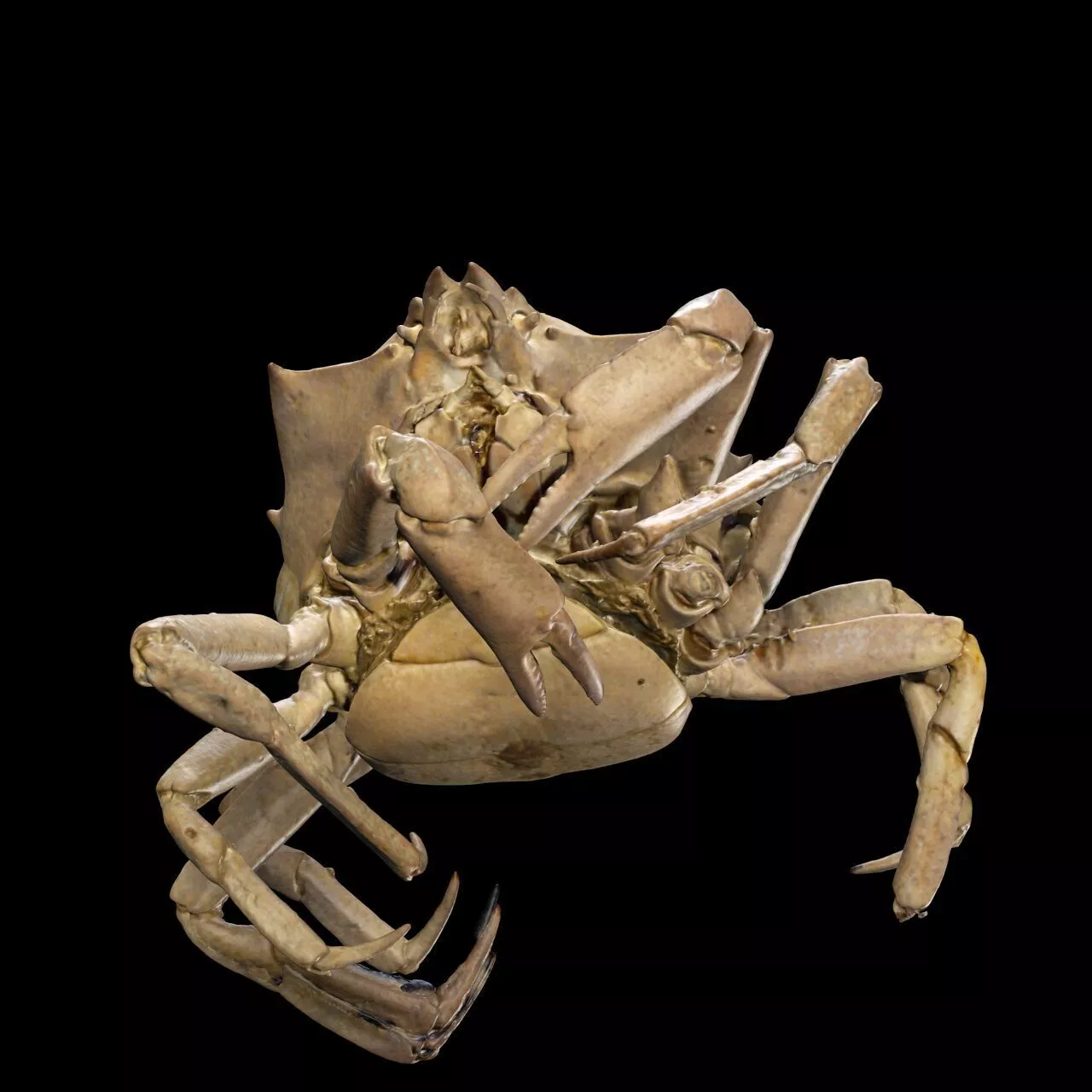 CRAB CRUSTACEOUS AMPHIBIAN TADPOLE ANATOMY RAPTOR 3D print model