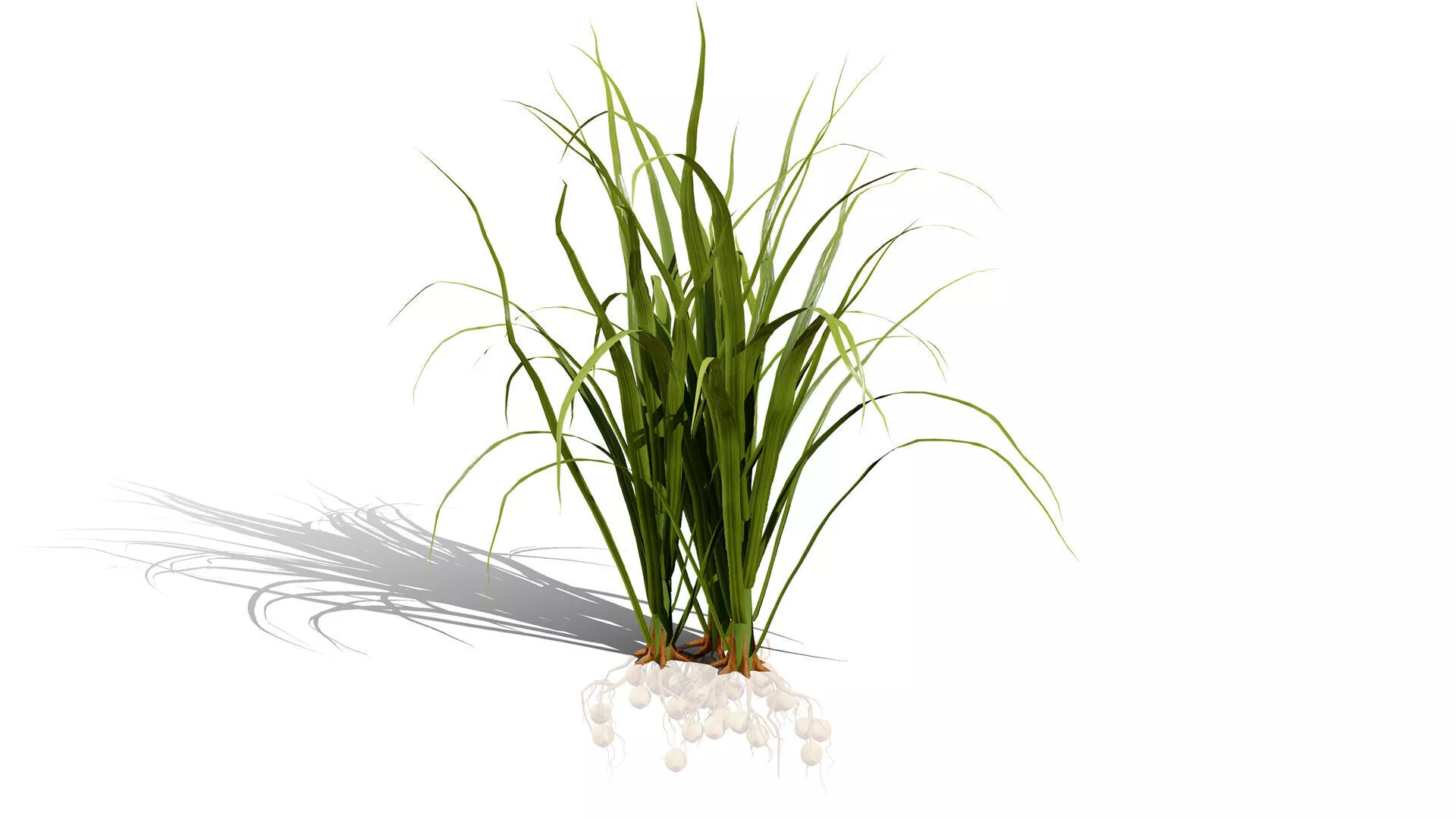 Tiger Nut vegetable plants Low-poly 3D model