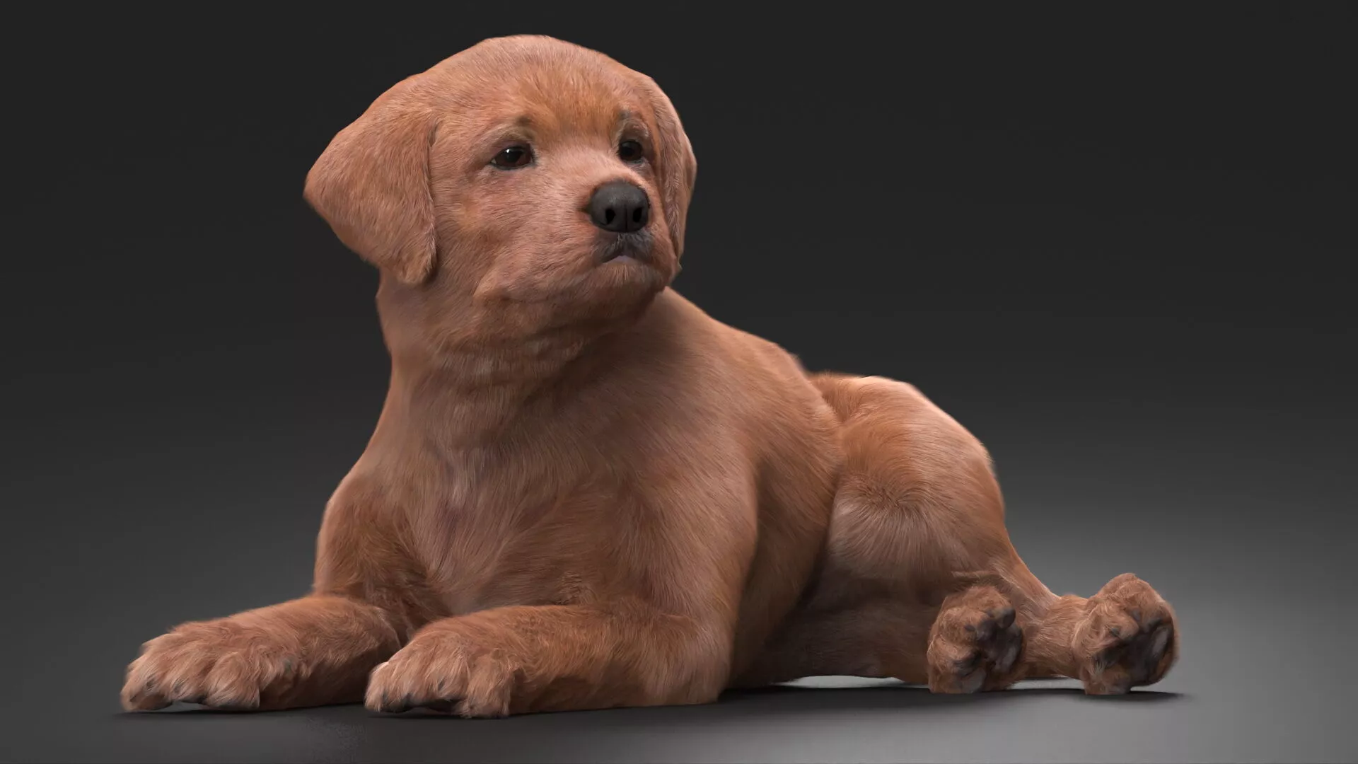 Brown Labrador Retriever Puppy Lying Down Fur for Maya 3D model