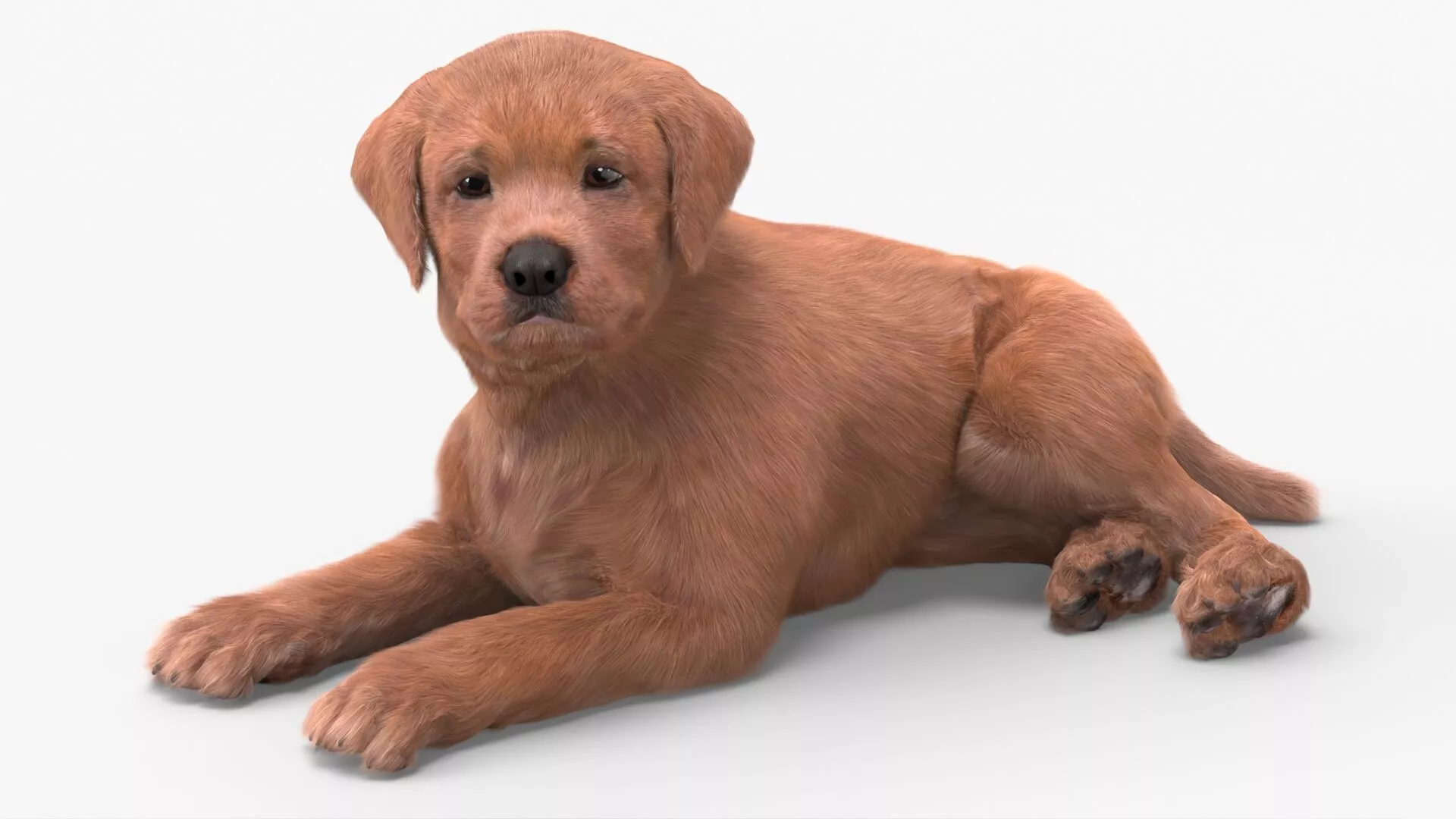 Brown Labrador Retriever Puppy Lying Down Fur for Cinema 4D 3D model