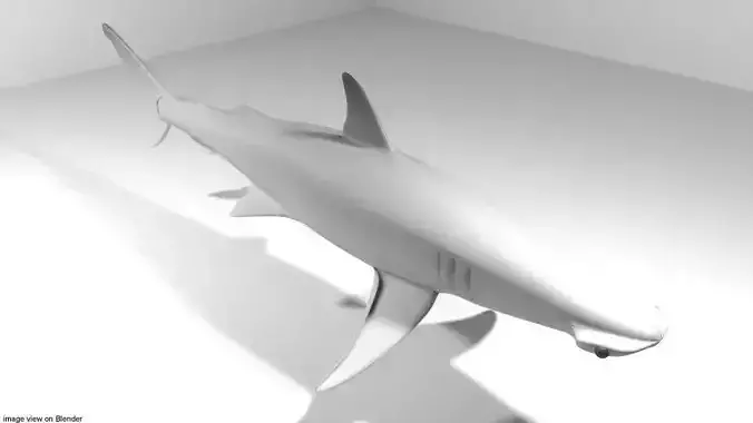 Shark - Bonnethead 3D model