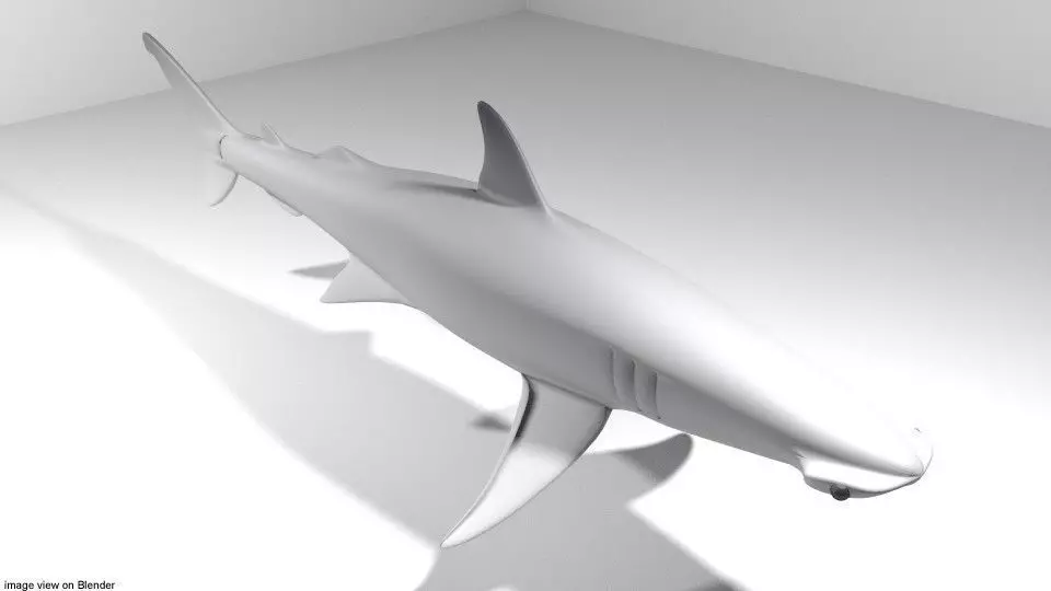 Shark - Bonnethead 3D model_0