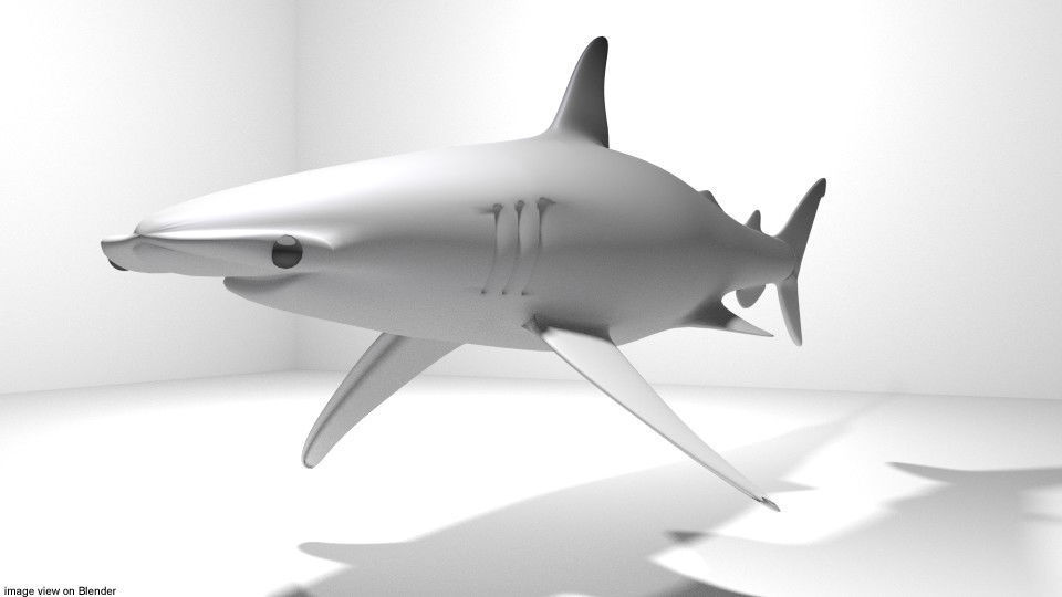 Shark - Bonnethead 3D model_2