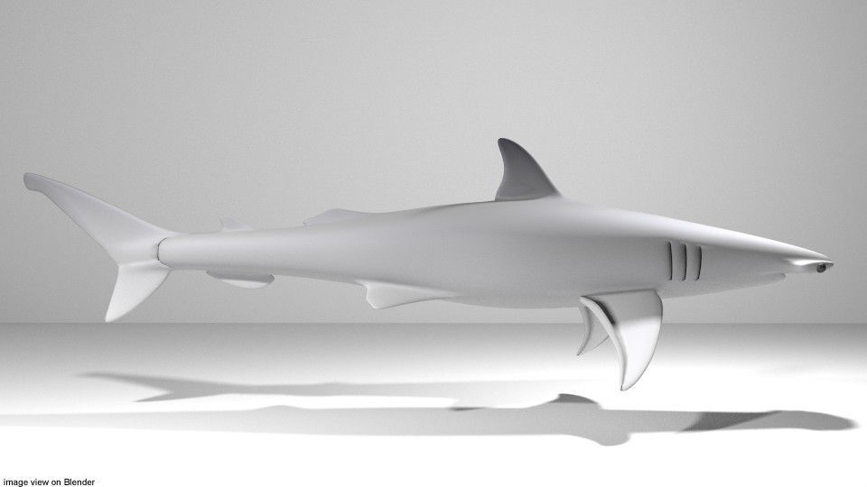 Shark - Bonnethead 3D model_1