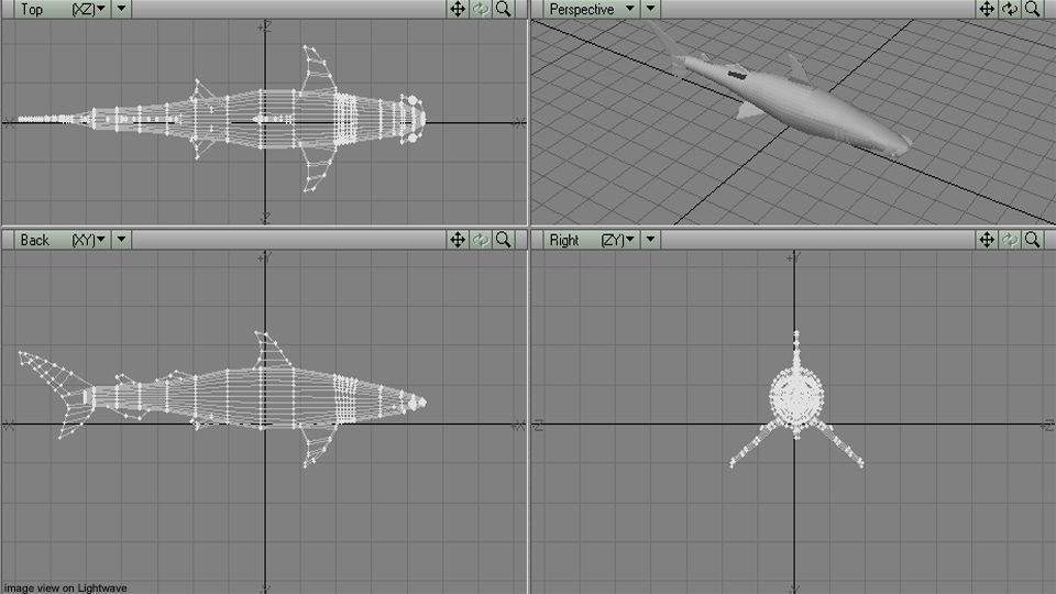 Shark - Bonnethead 3D model_4