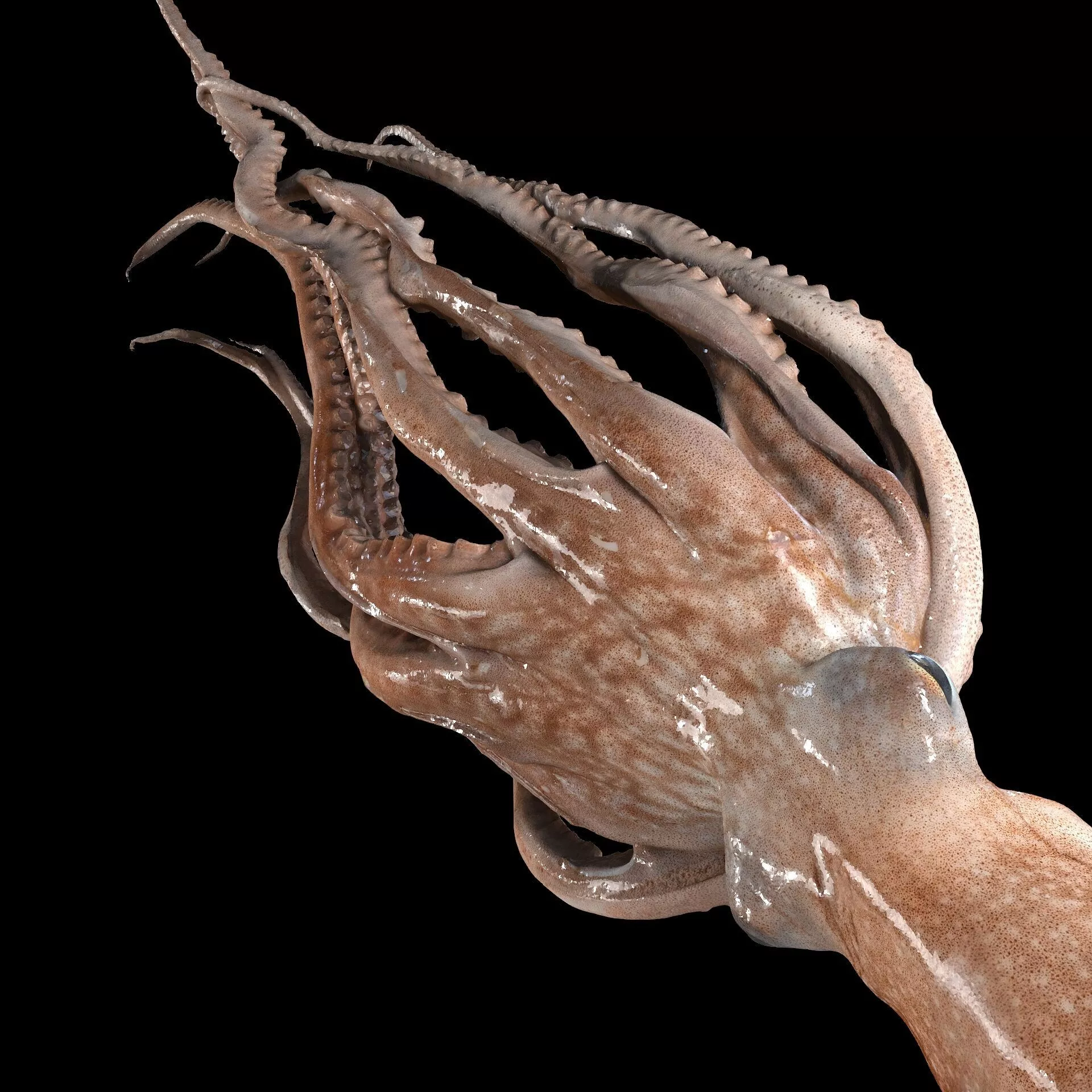 Octopus FROG SQUID AMPHIBIAN TADPOLE ANATOMY 3D print model