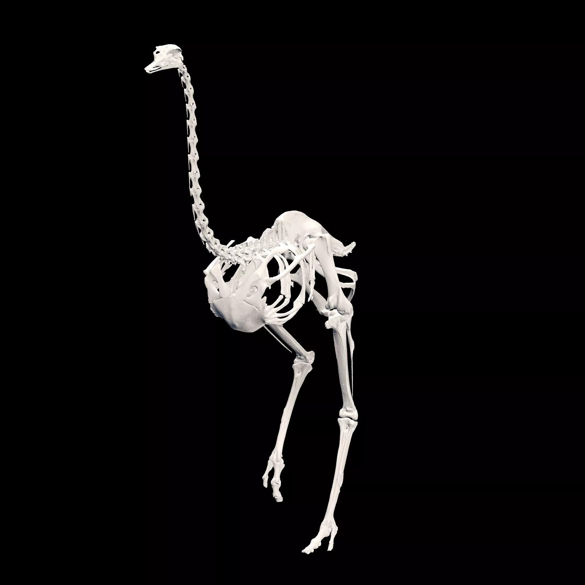 Ostrich ANATOMY SKELETON BONES BIRD 3D print model