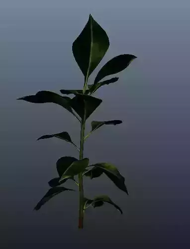 Rubber Plant 3D model