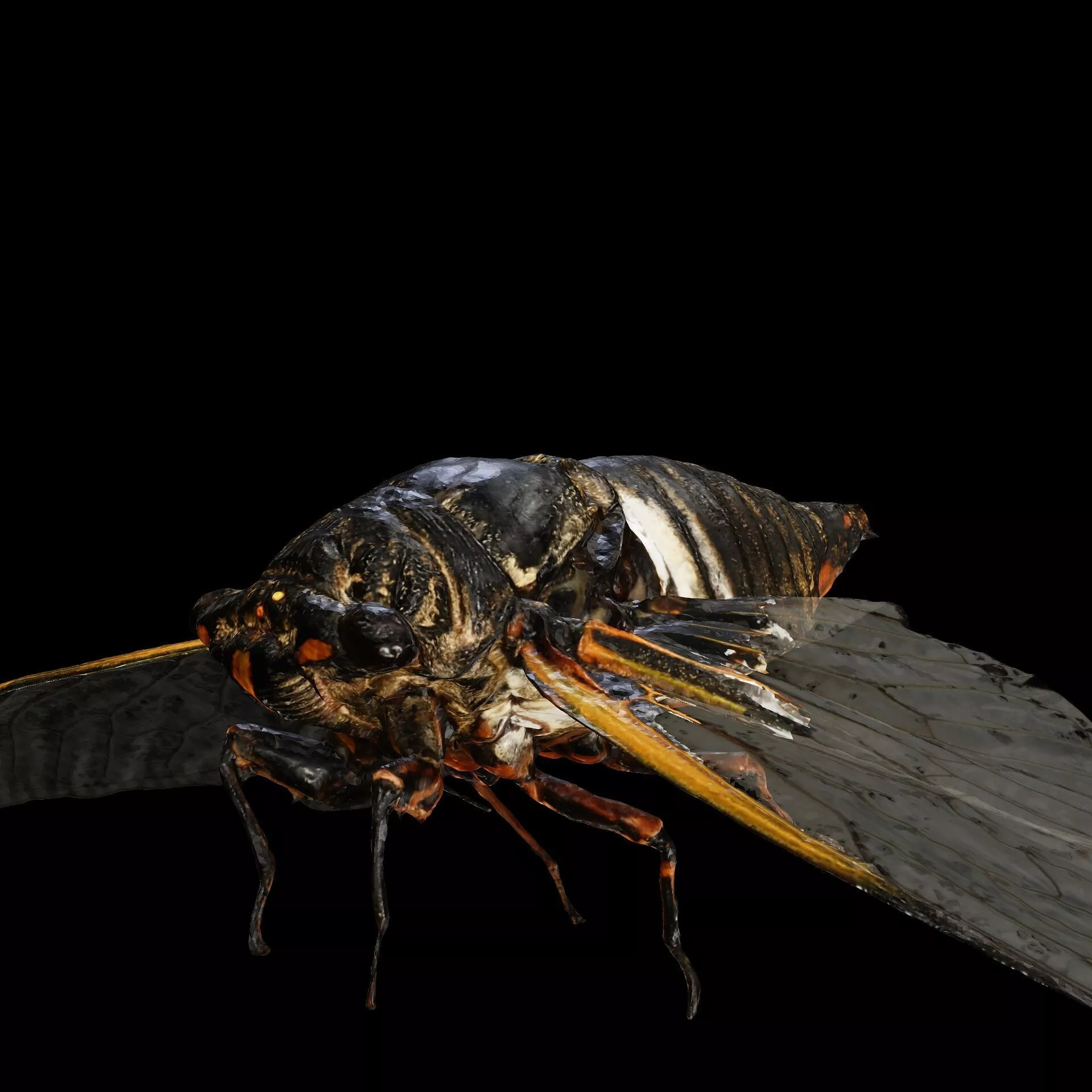 BEE INSECT BUTTERFLY ANT WASP Beetle ANIMAL Anatomy 3D print model