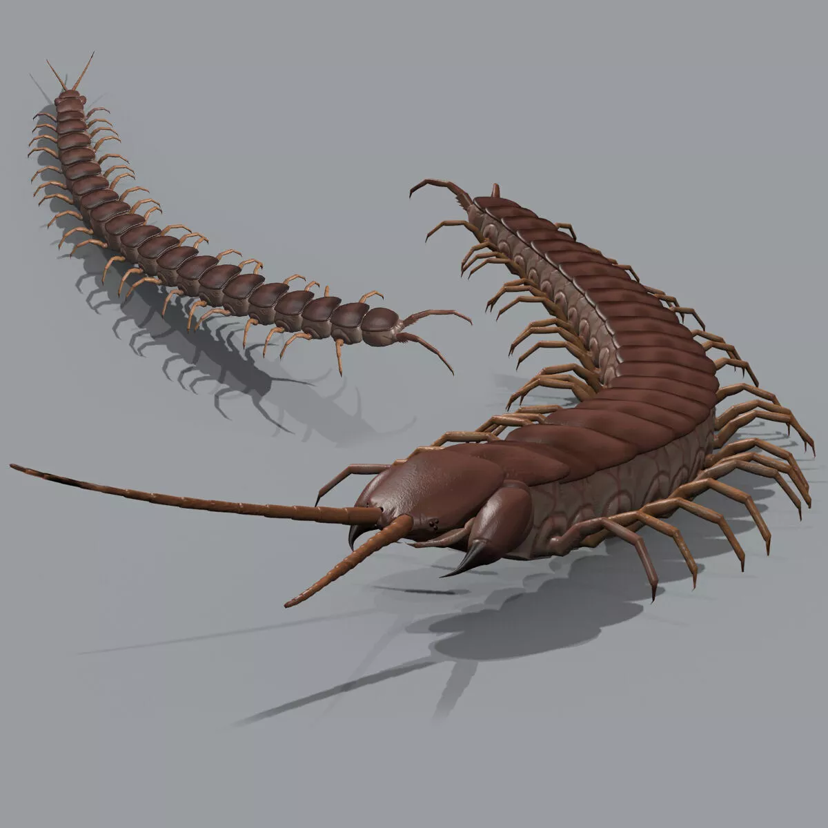 ANIMATED Scolopendra Gigantea 8K 3D model