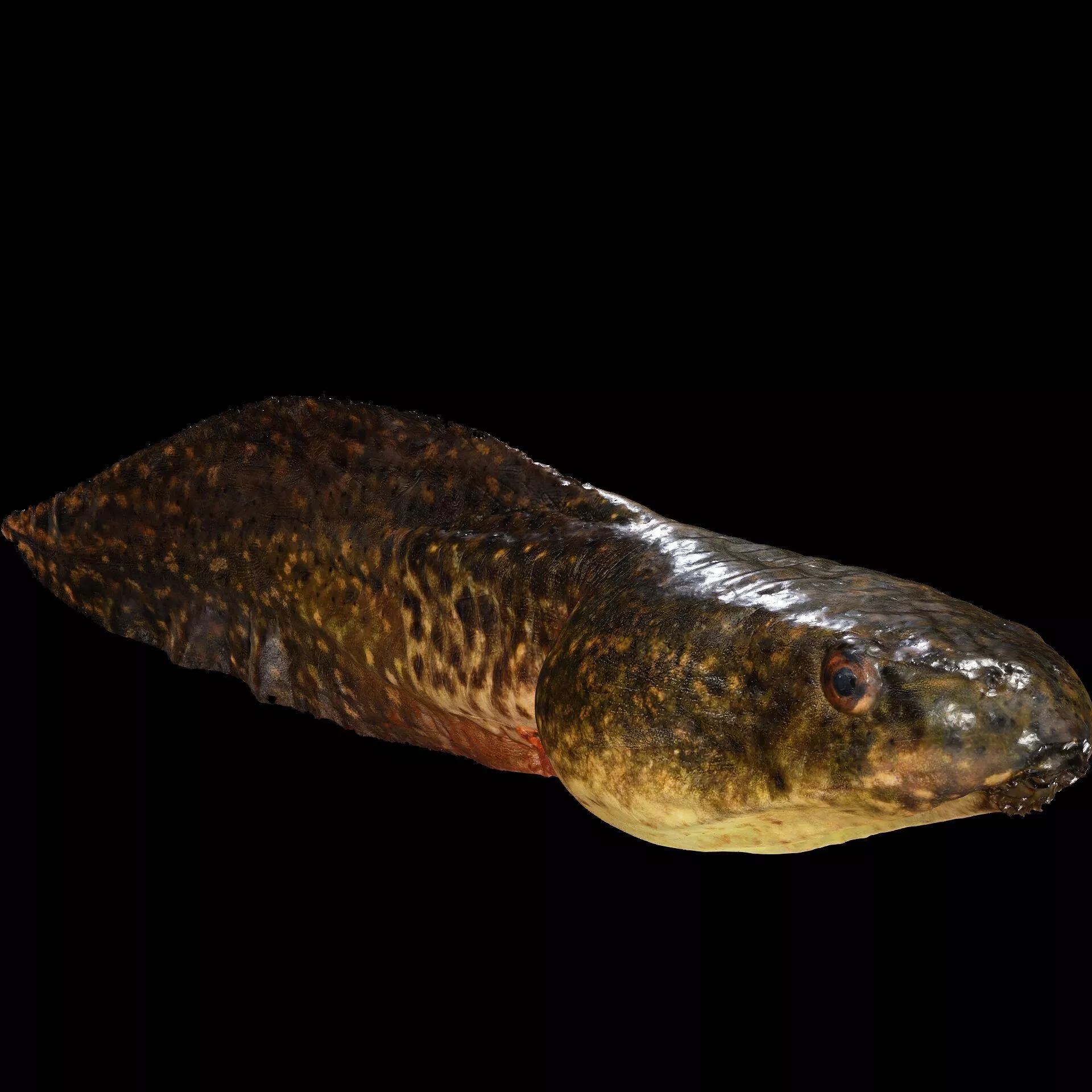 Frog Amphibian Anatomy Aquatic Tadpole FISH 3D print model