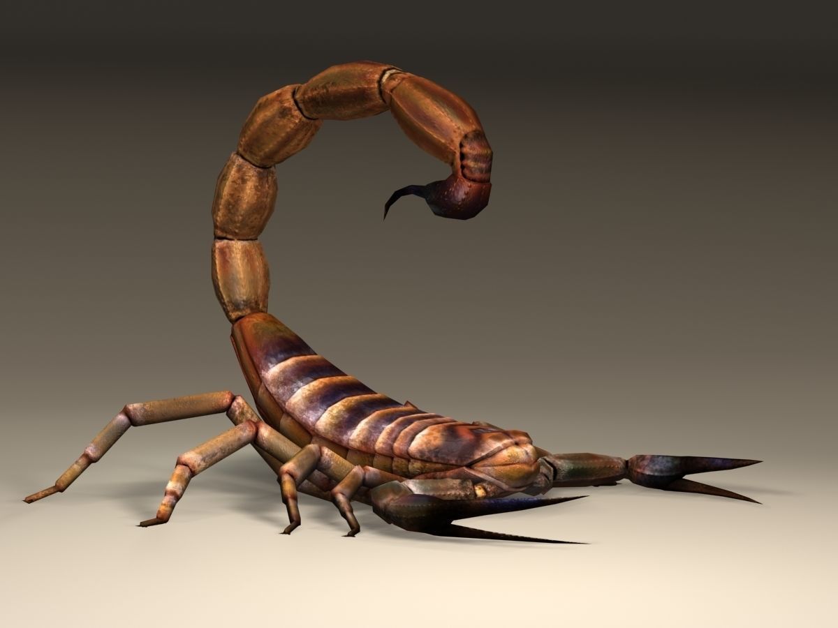 Scorpion High Quality Low-poly 3D model_5