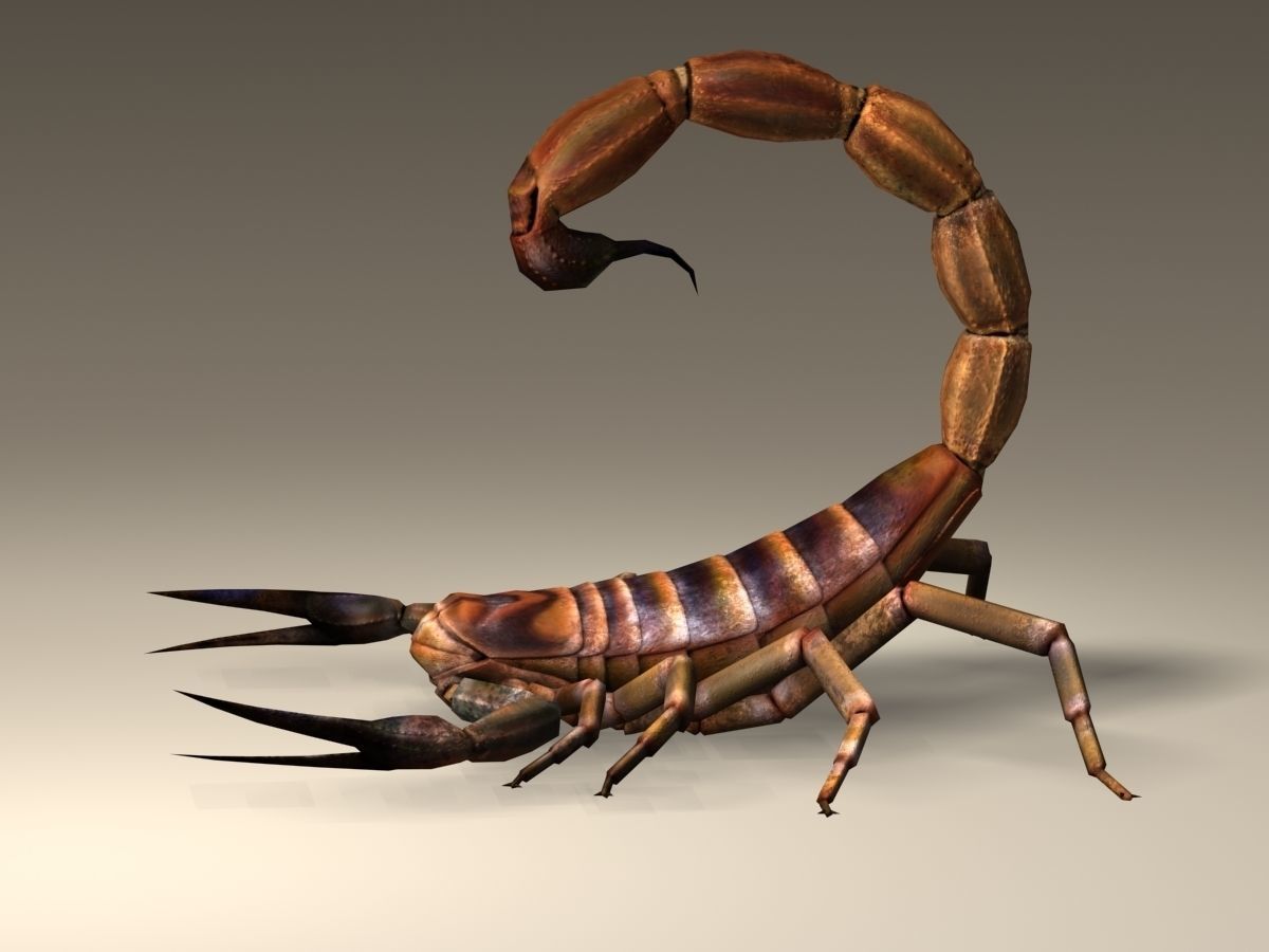 Scorpion High Quality Low-poly 3D model_7