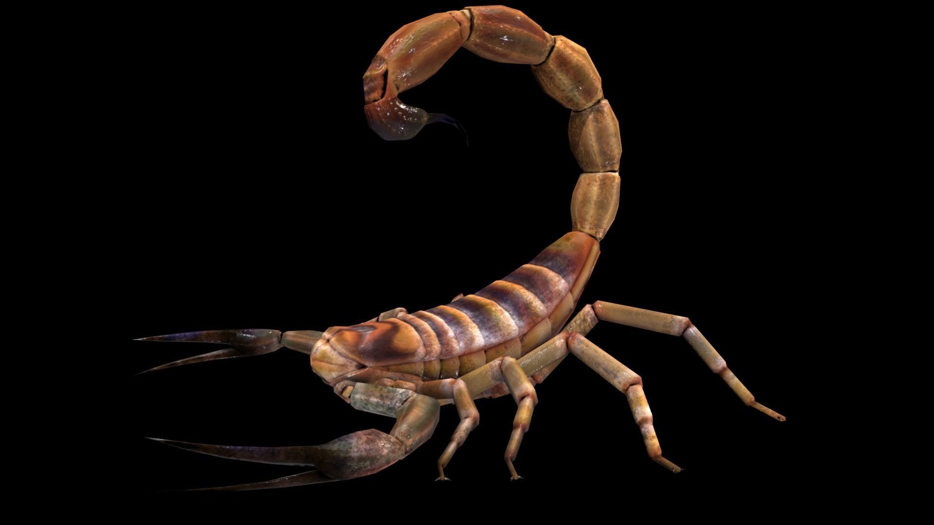 Scorpion High Quality Low-poly 3D model_1