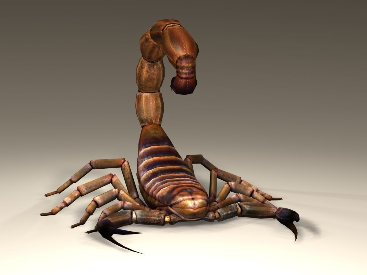 Scorpion High Quality Low-poly 3D model_6