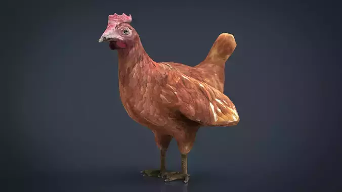 Chiken rooster