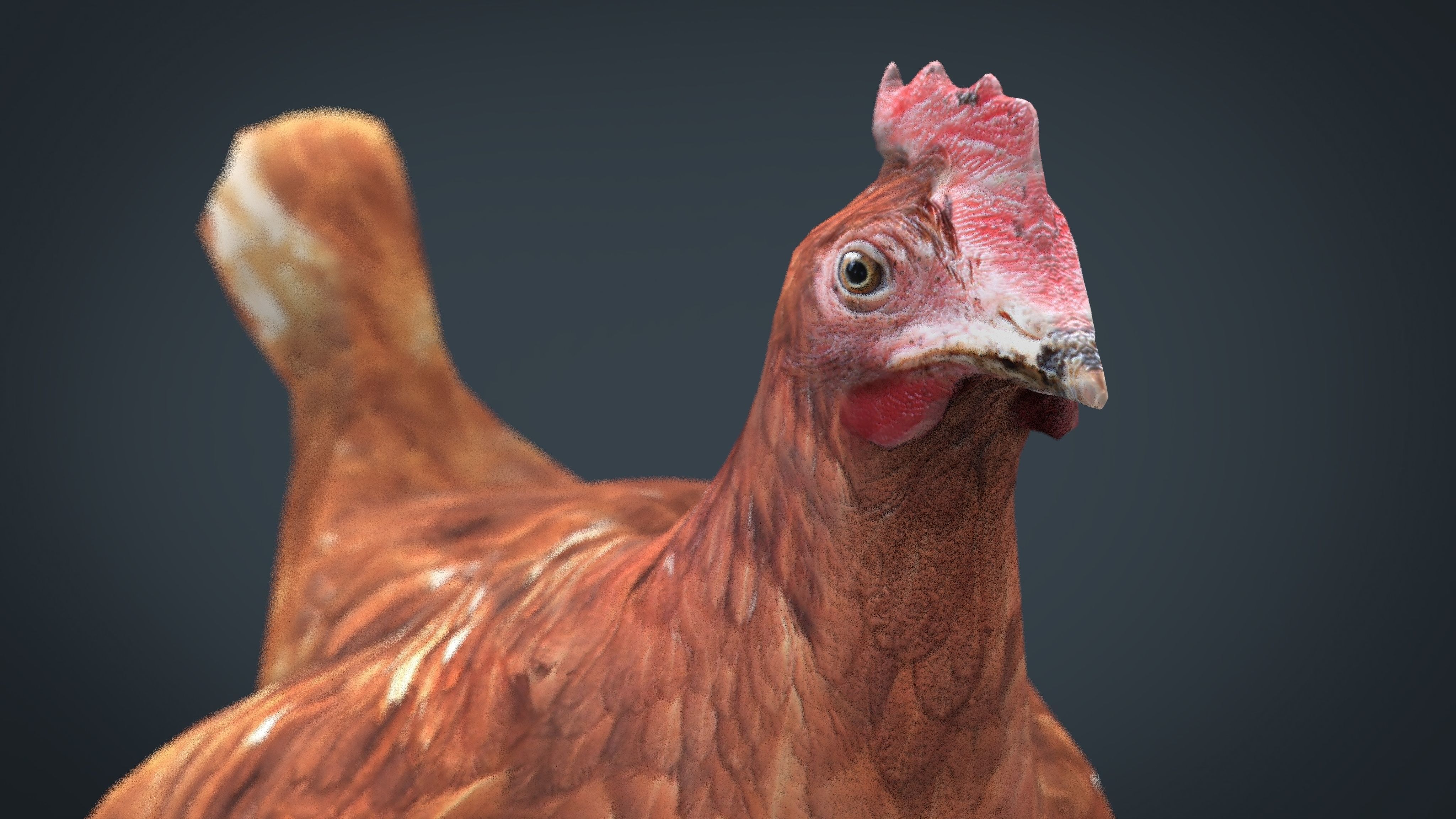 Chiken rooster Low-poly 3D model_11