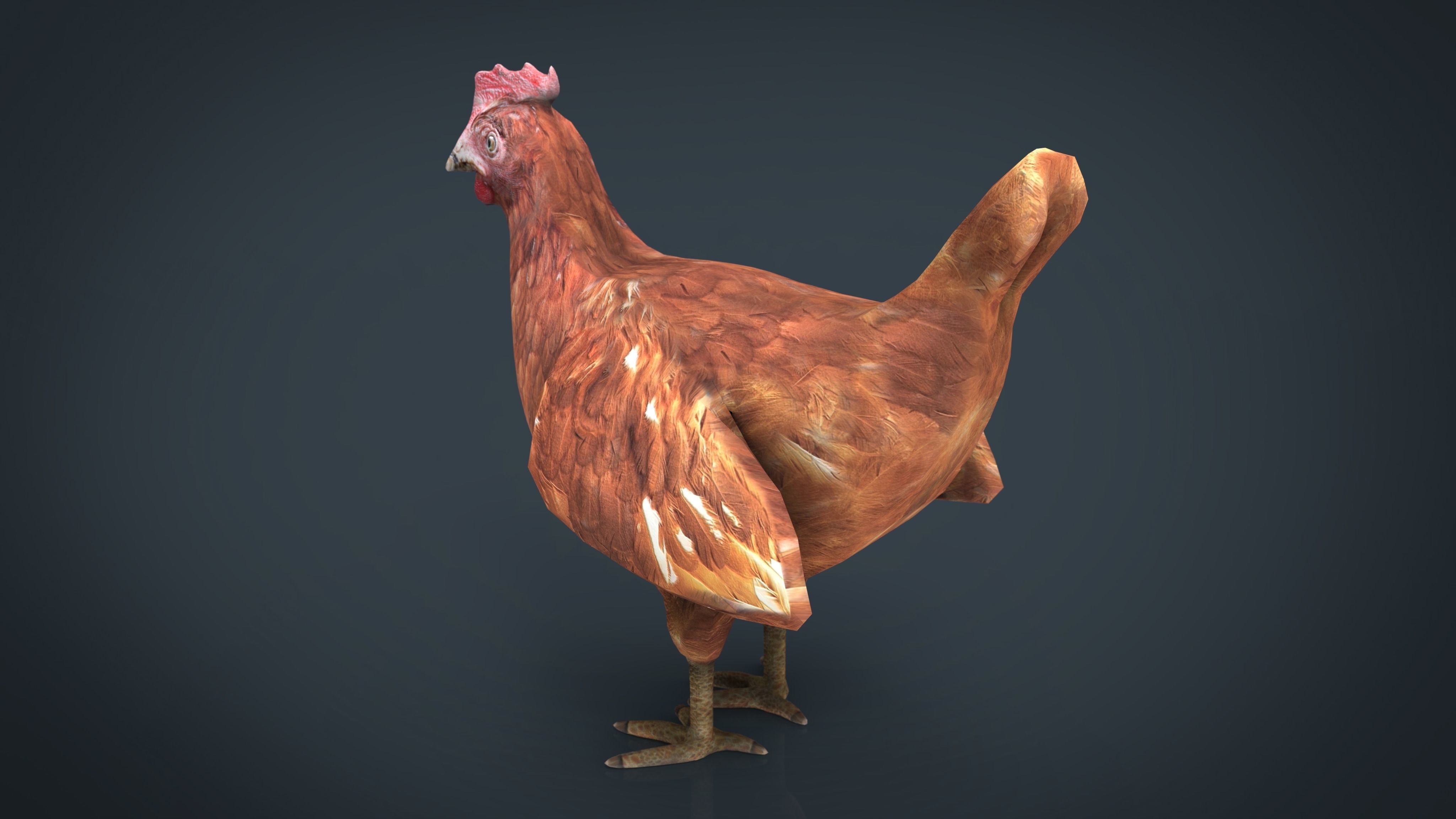 Chiken rooster Low-poly 3D model_9