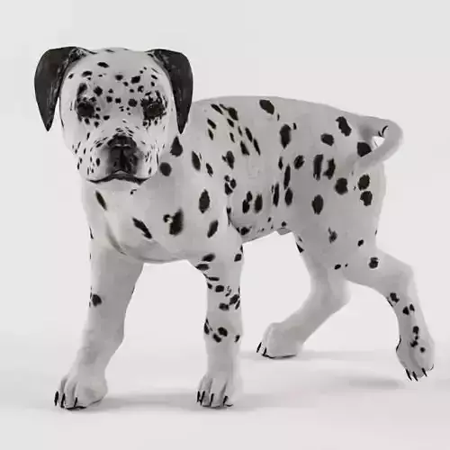 LDalmationPup dalmatian dog