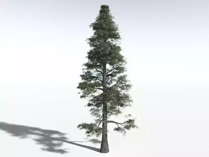 EVERYPlant Sitka Spruce