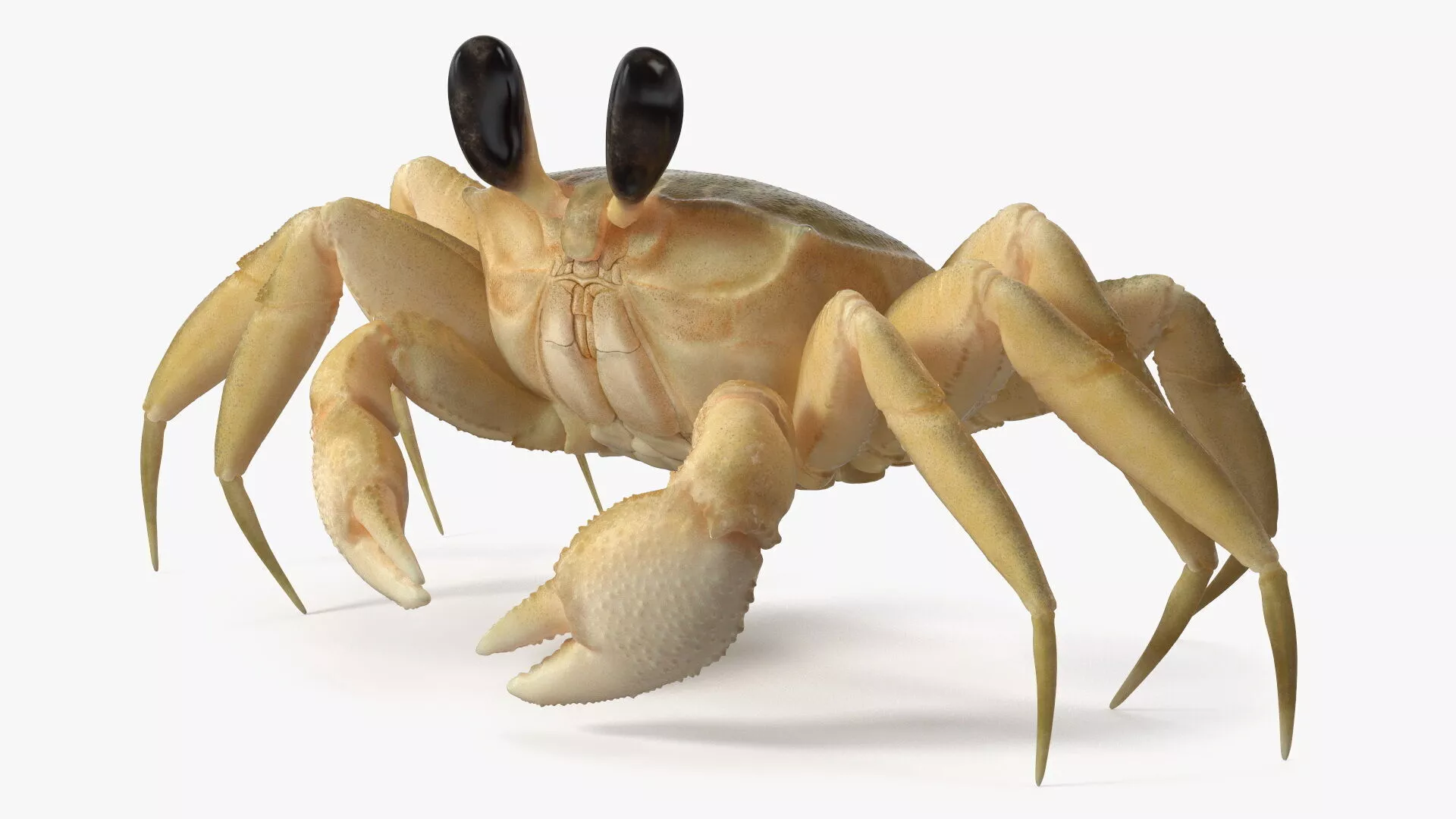Shoreline Sand Crab Beige Moving Pose 3D model