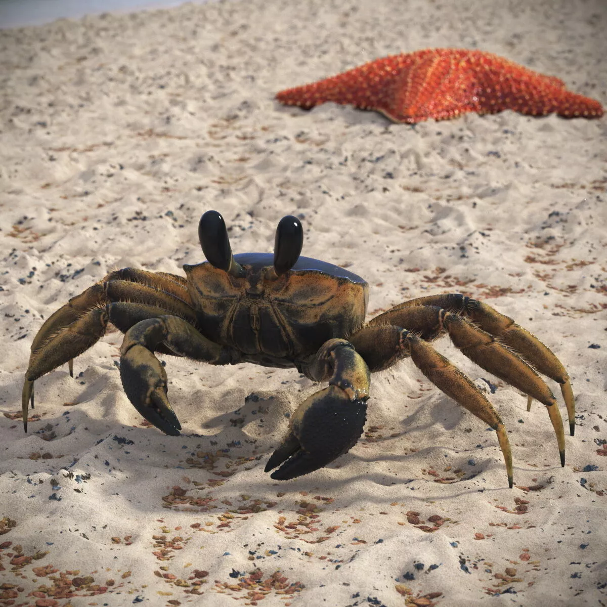 Atlantic Beach Crab Black Fur Rigged 3D model