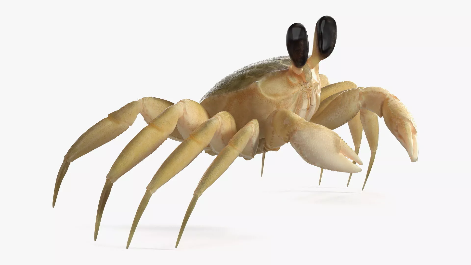 Atlantic Beach Crab Rigged 3D model