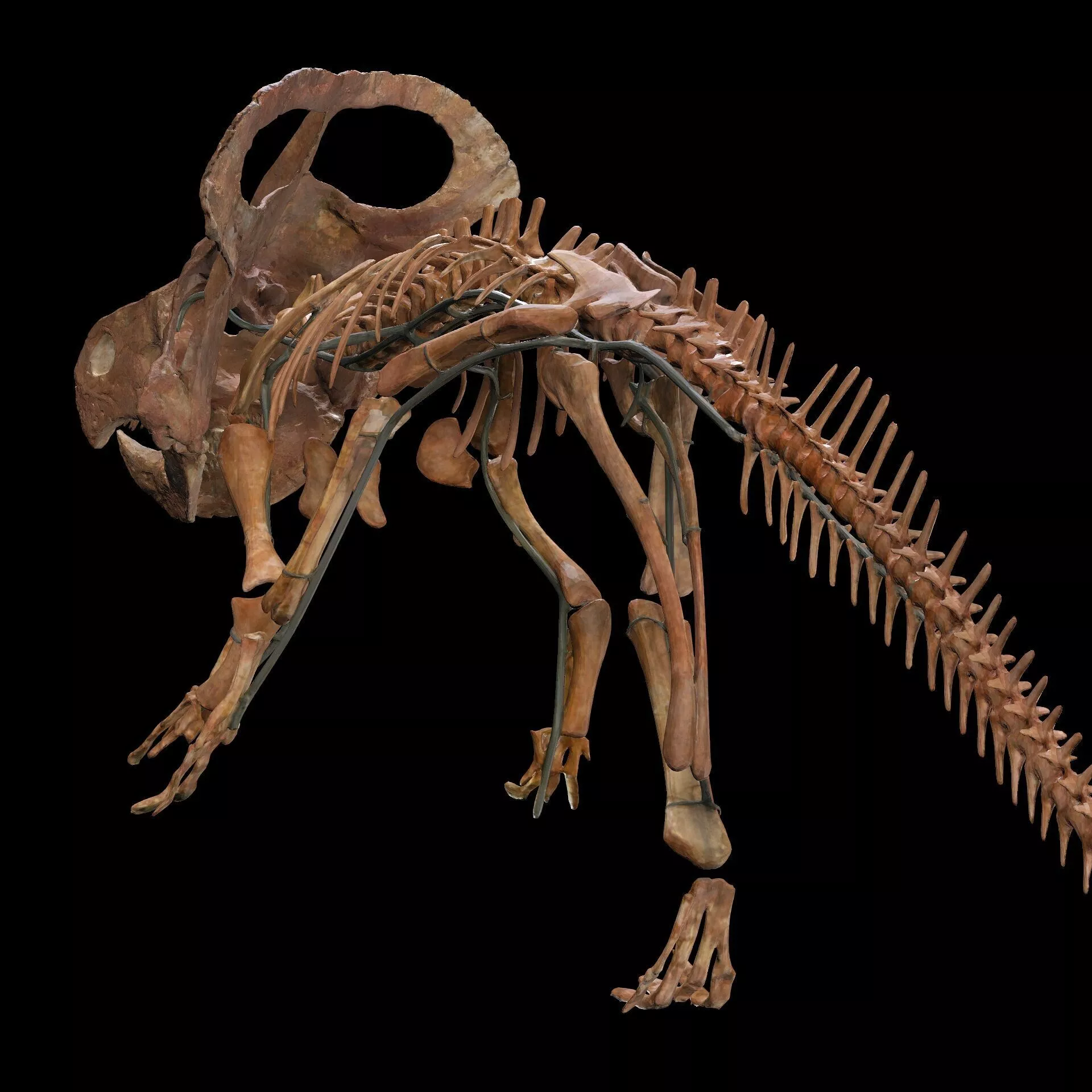 Protoceratops Skeleton Anatomy Tail Skeleton Bones Dinosaur 3D print model