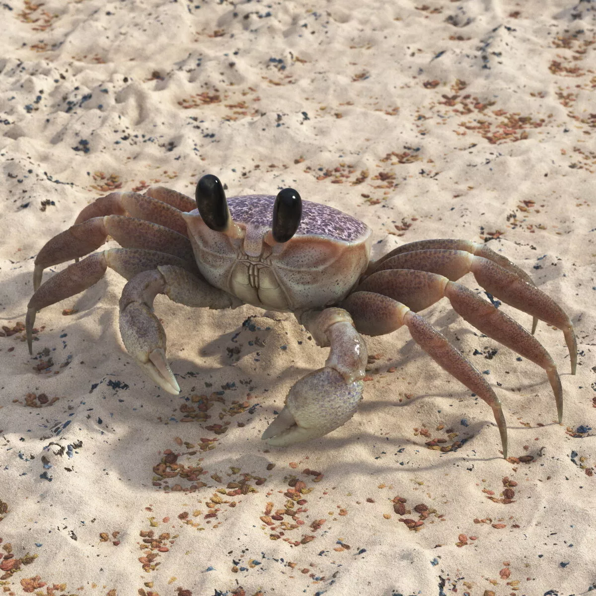 Atlantic Beach Crab Pink Beige Rigged 3D model