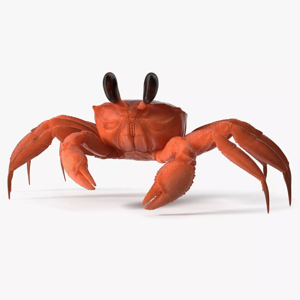 Tropical Ghost Crab Red Rigged 3D model