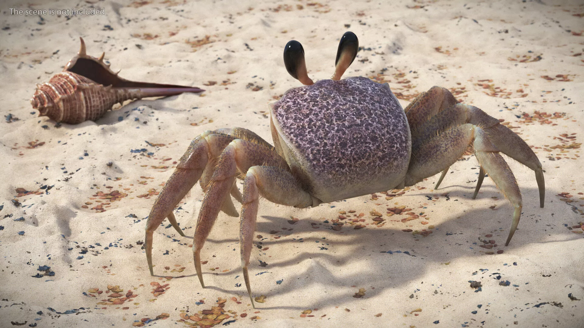 Shoreline Sand Crab Pink Beige Fur Rigged 3D model