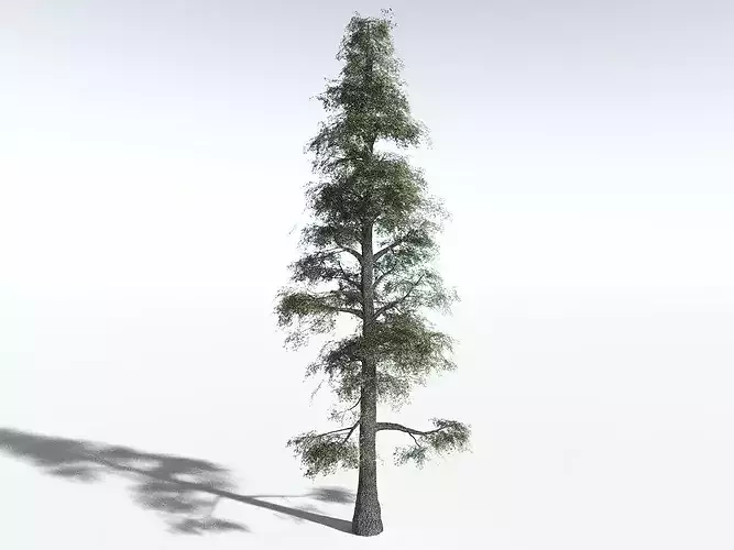 EVERYPlant Sitka Spruce LowPoly
