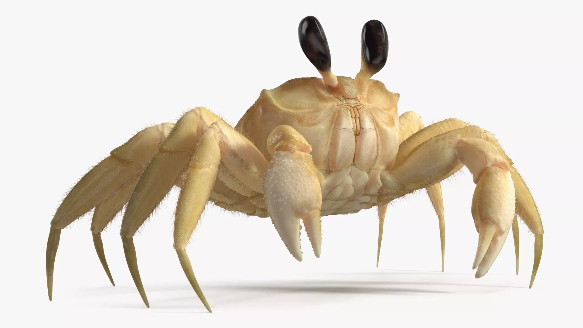Shoreline Sand Crab Fur Rigged 3D model