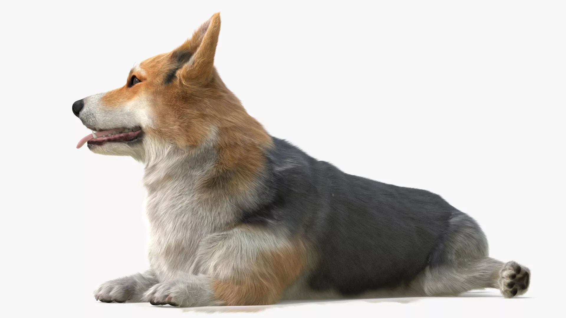 Tricolor Welsh Corgi Pembroke Resting Pose Fur for Cinema 4D 3D model