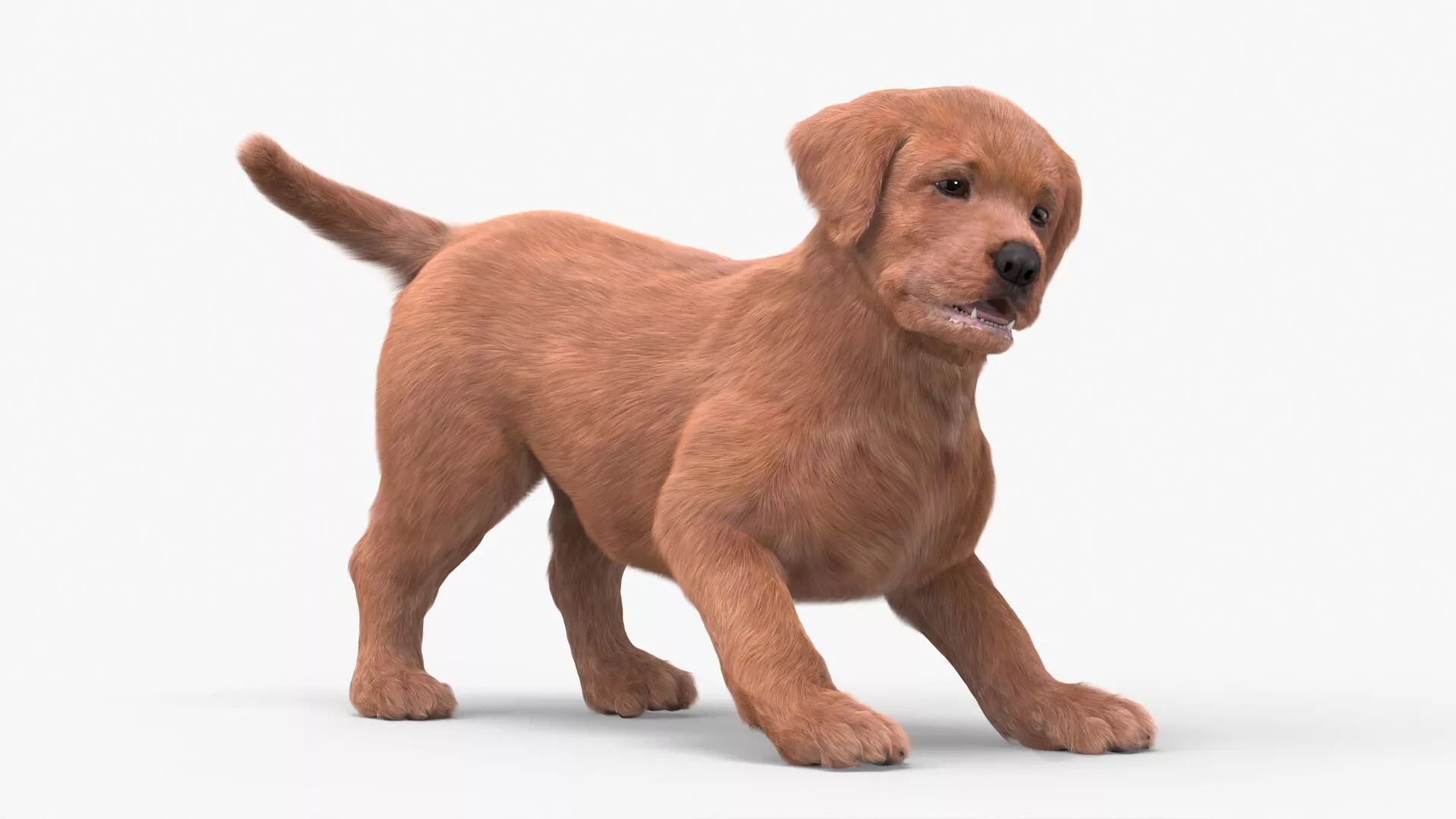 Brown Labrador Retriever Puppy Fur Rigged 3D model