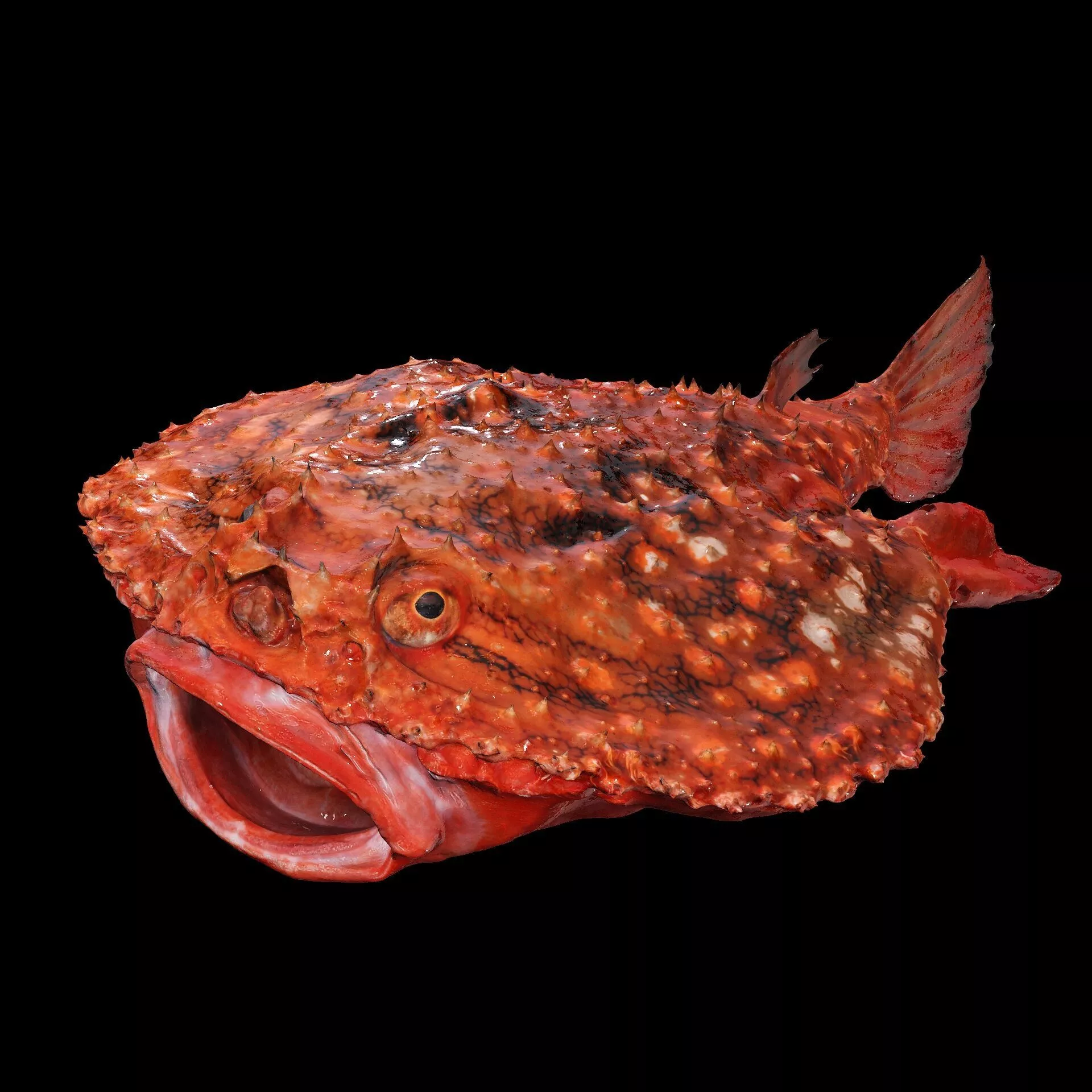 Batfish BAT Stellata Anglerfish Carp Shark Fish Salmon Red Tuna 3D print model