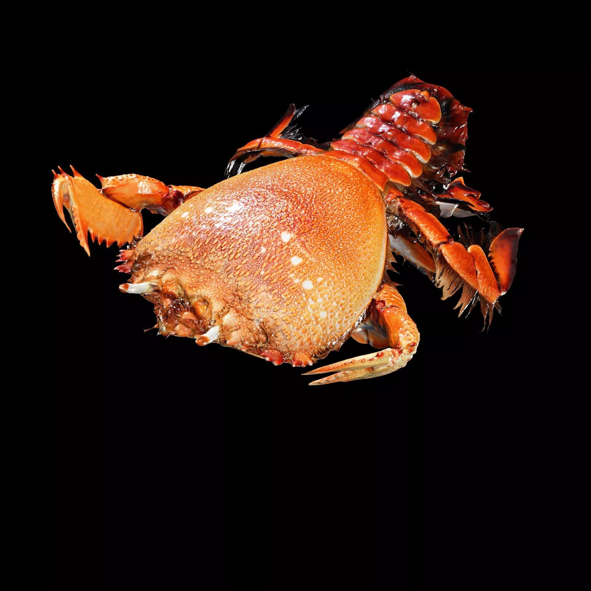 CRAYFISH Spiny Lobster CrayFish Cambaroide ANATOMY CARP FISH 3D print model
