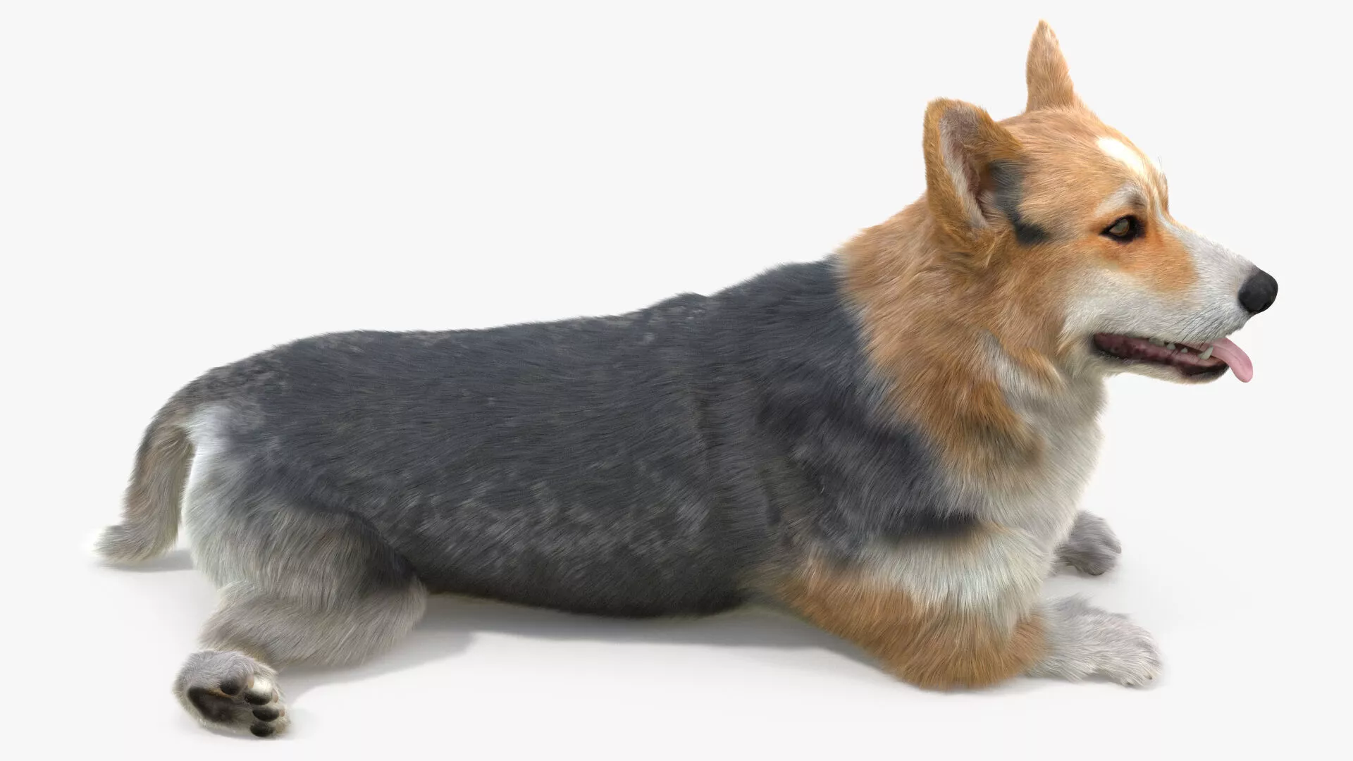 Tricolor Welsh Corgi Pembroke Resting Pose Fur for Maya 3D model