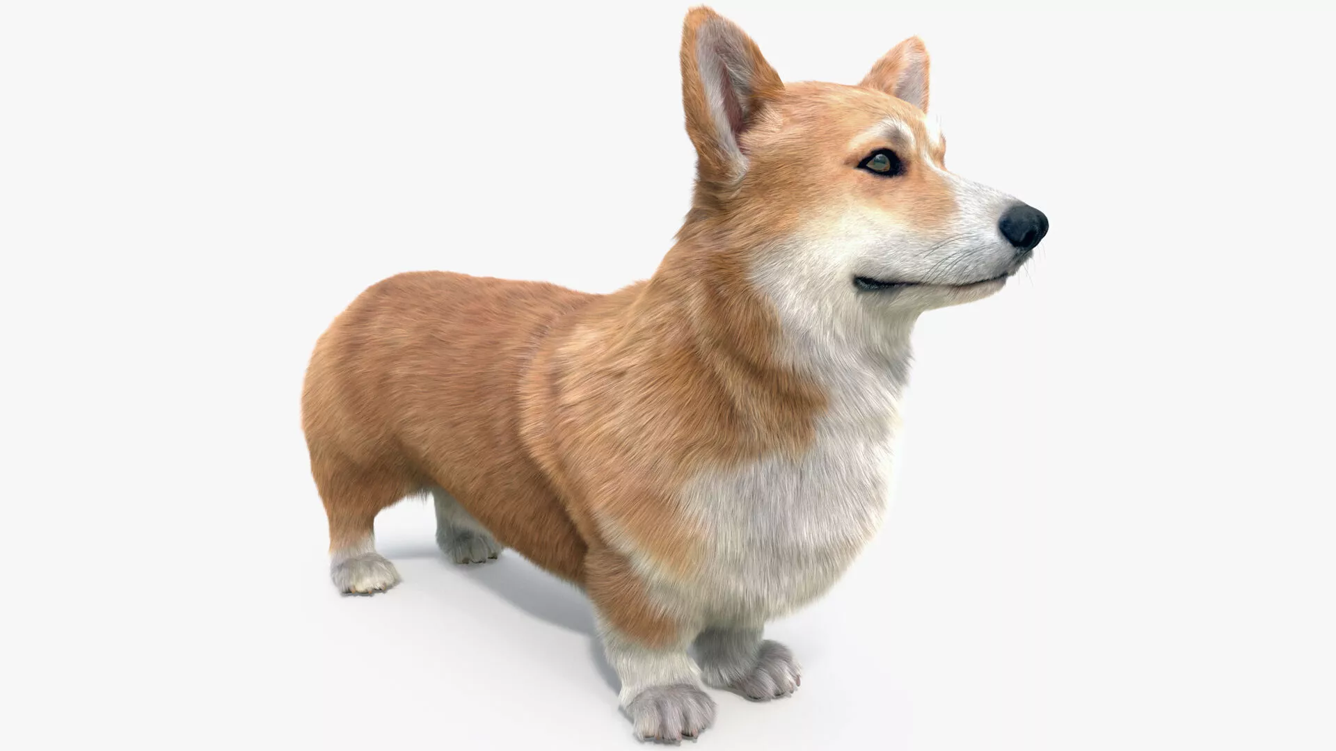Pembroke Welsh Corgi Dog Fur for Maya 3D model
