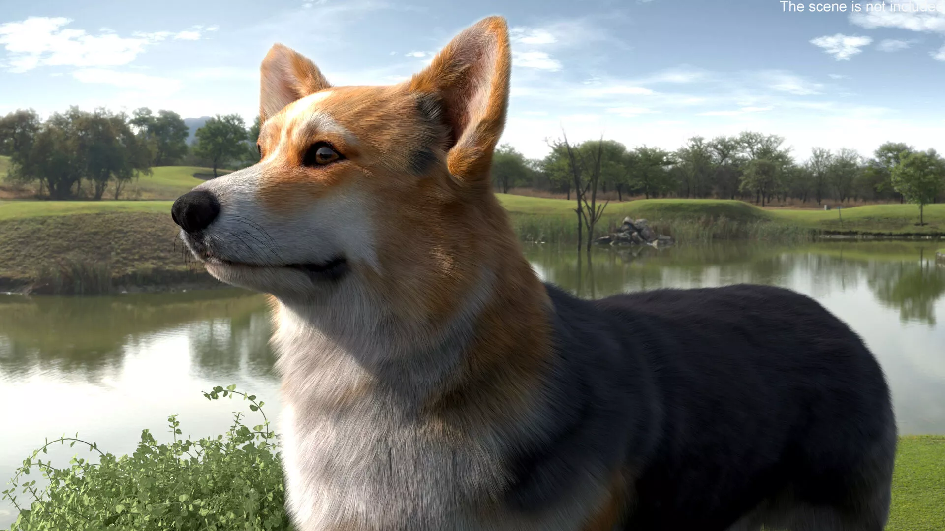 Tricolor Welsh Corgi Pembroke Fur for Cinema 4D 3D model
