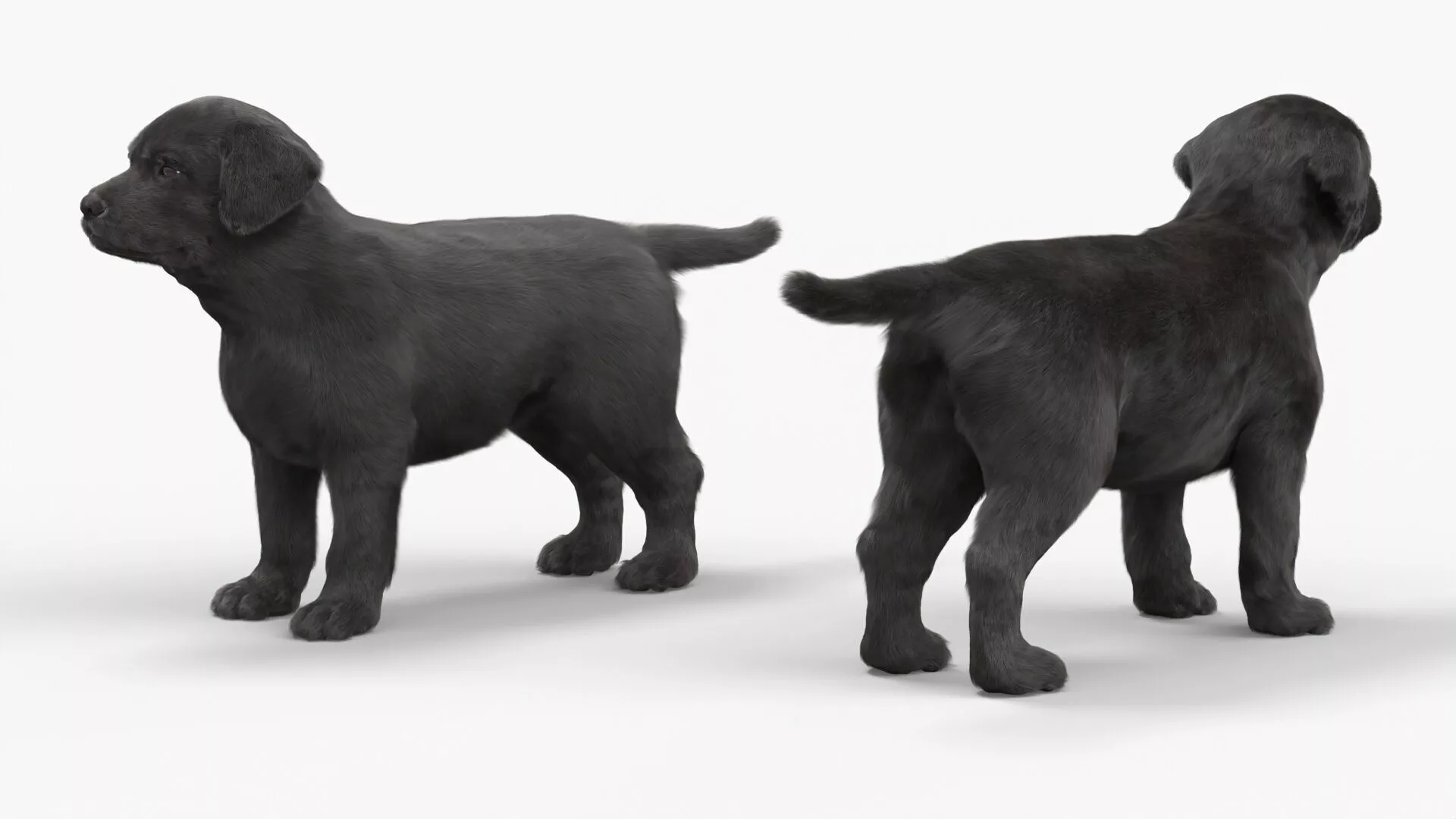 Labrador Retriever Puppy Black Fur Rigged 3D model