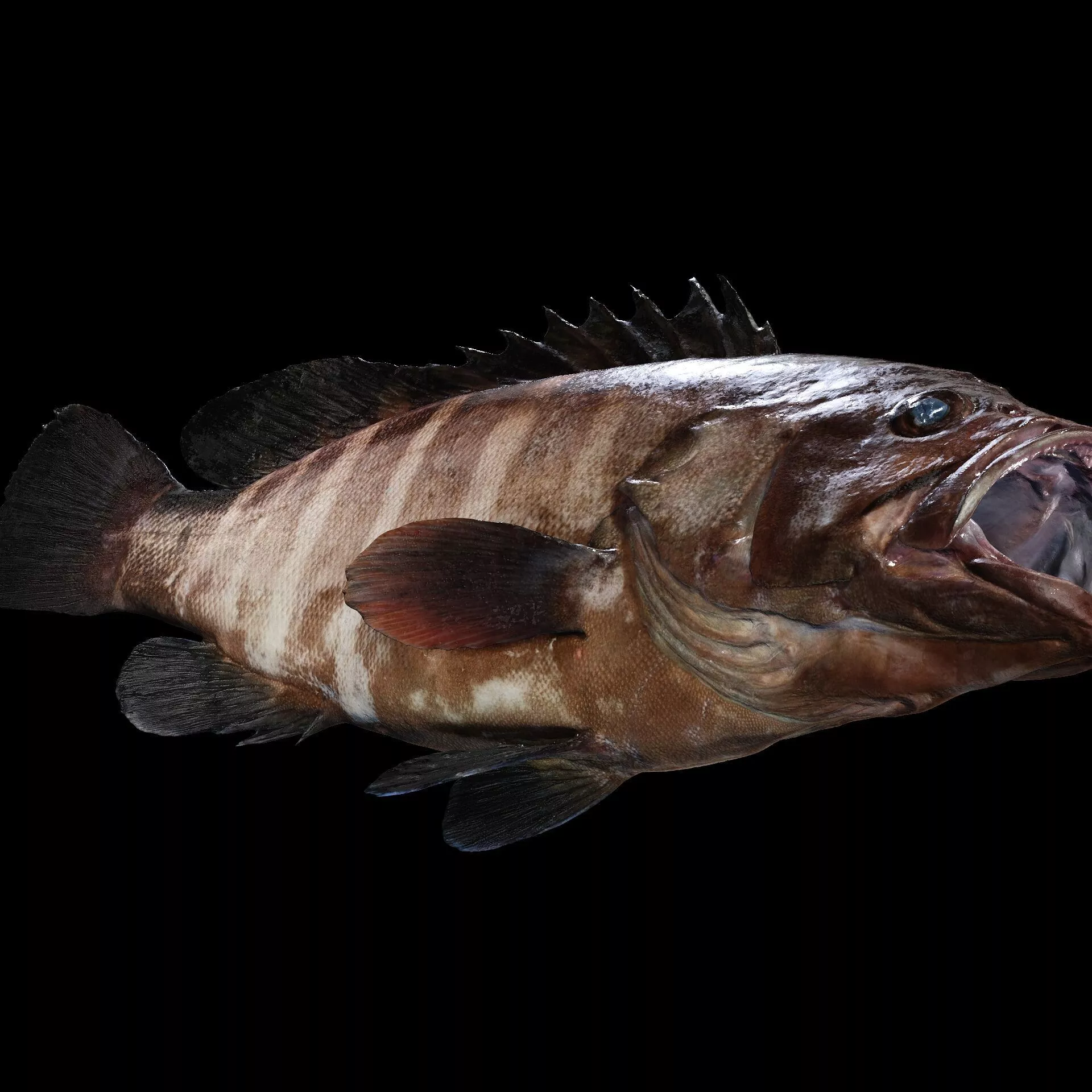 MONKFISH CARP RIVER SEA CARP SHARK FISH ANATOMY SALMON TUNA 3D print model