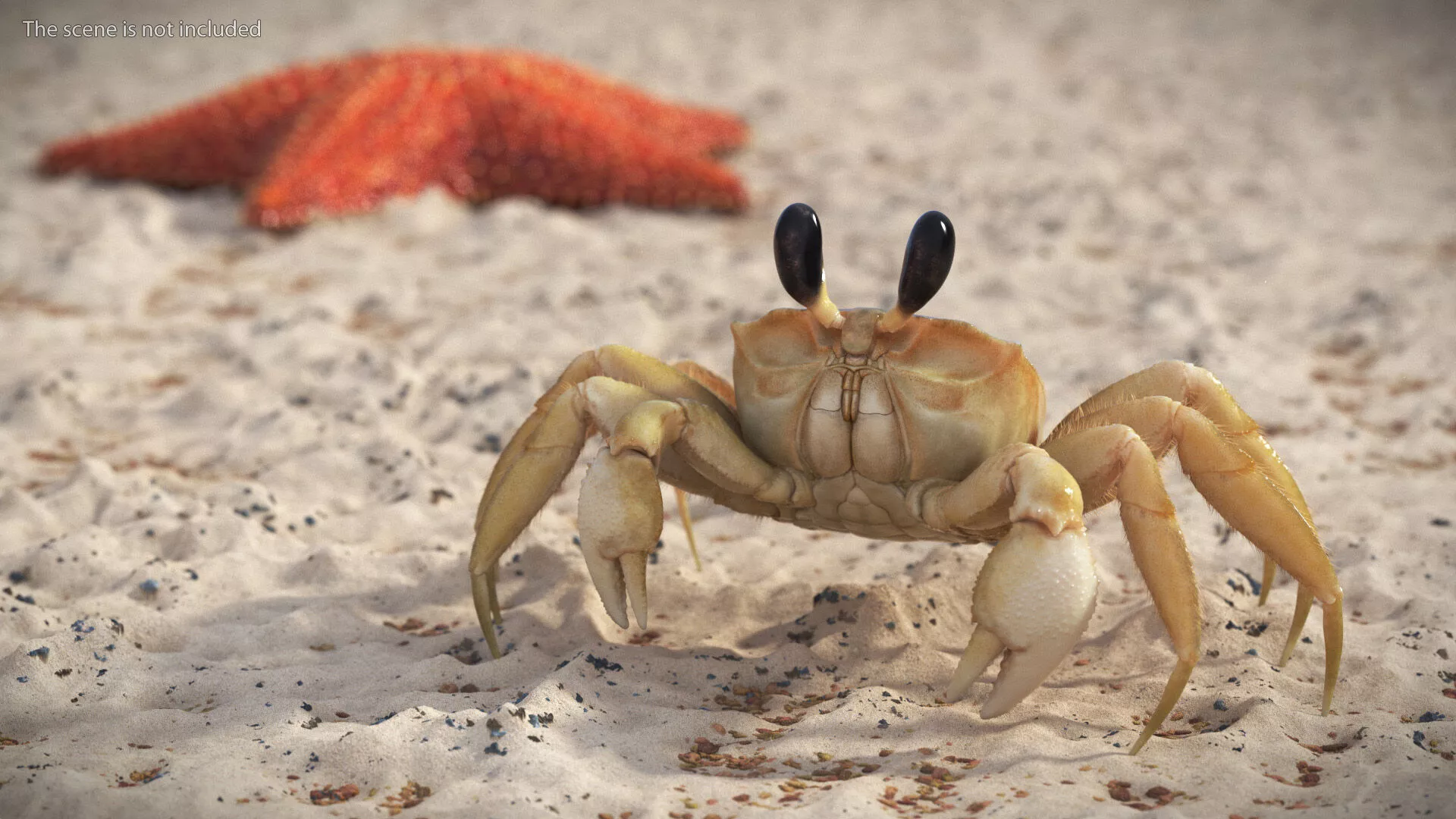 Ghost Crab Crustacean Beige Looking Pose Fur 3D model