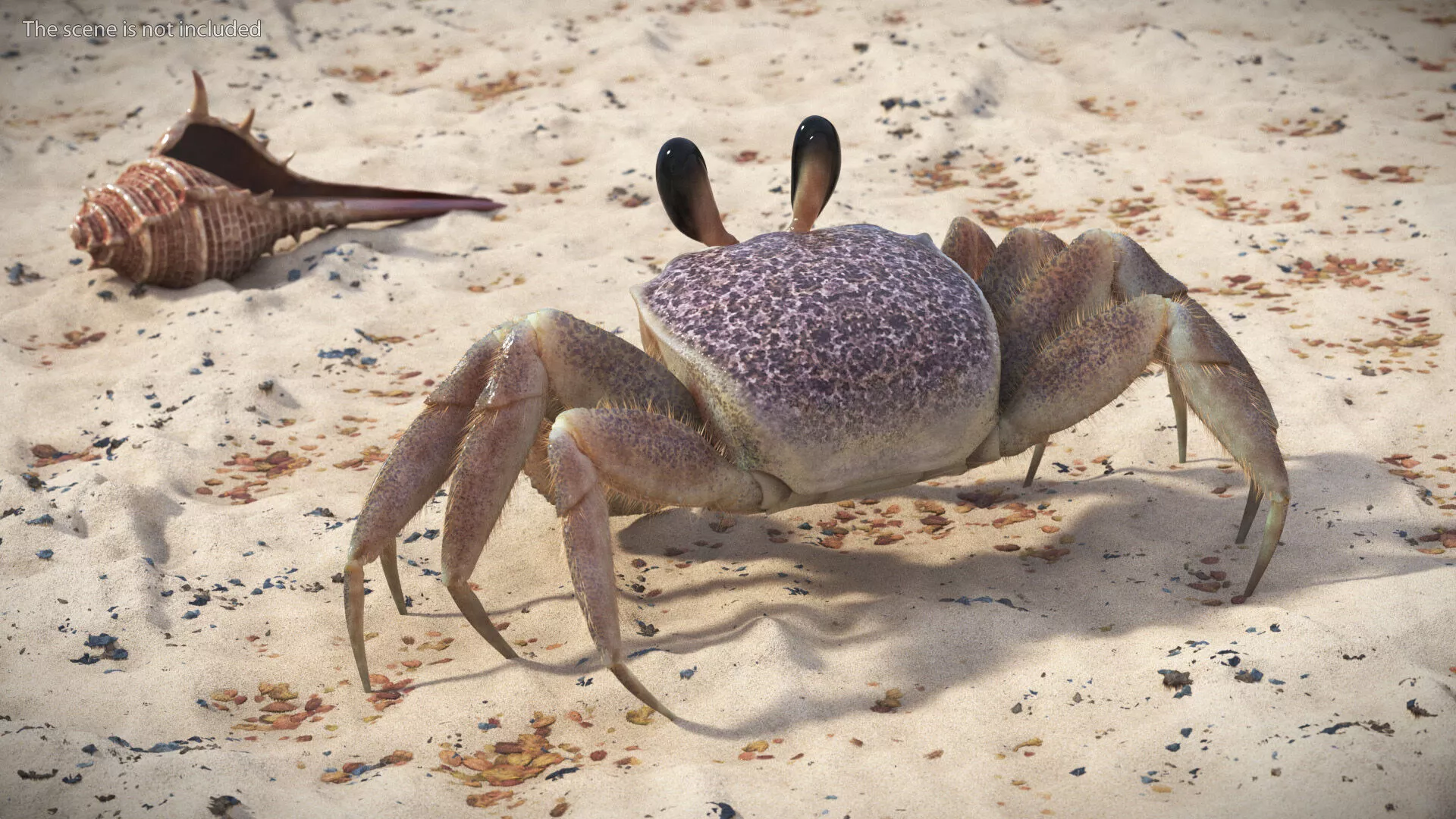 Tropical Ghost Crab Moving Pose Pink Beige Fur 3D model