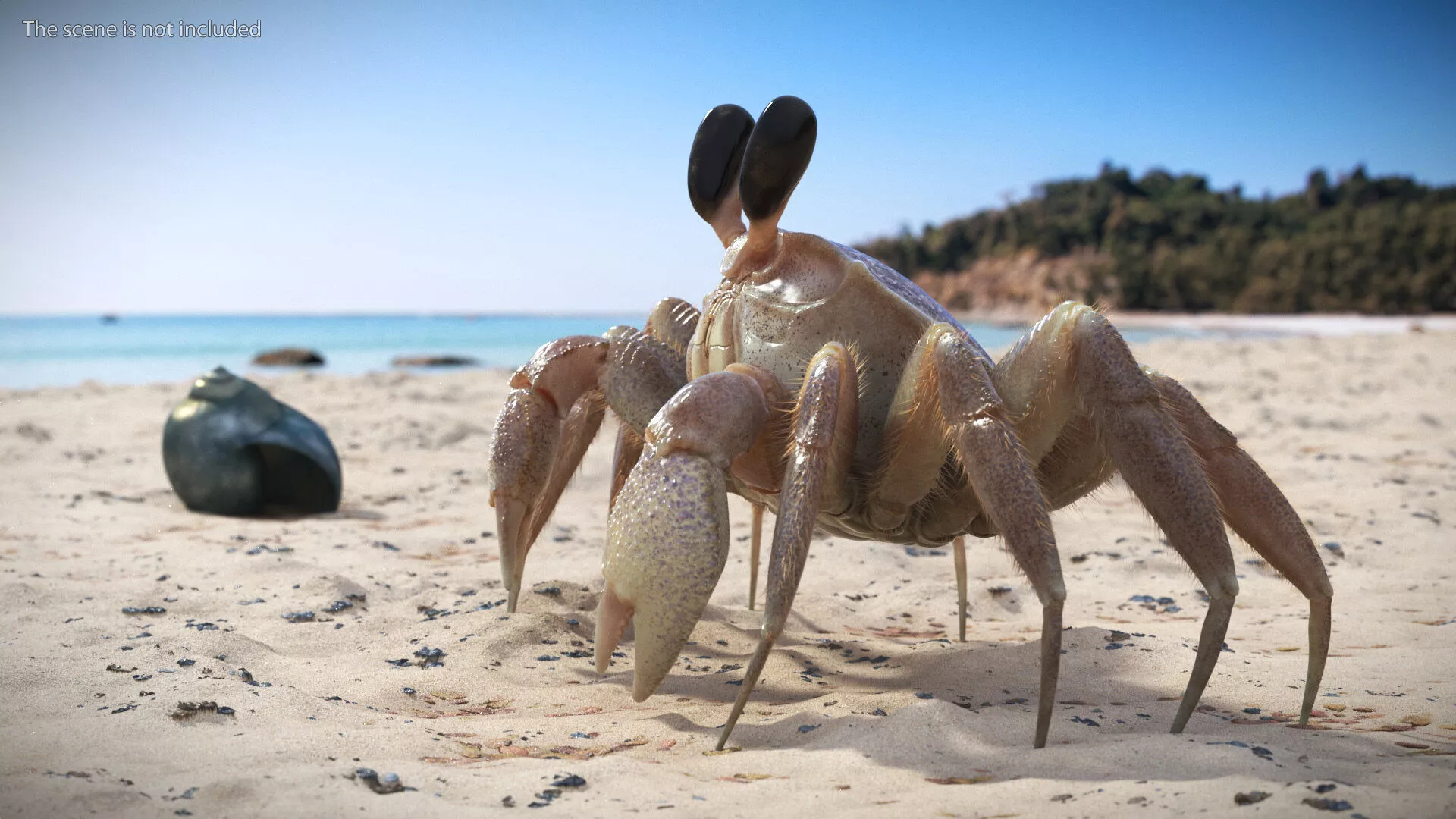 Coastal Burrowing Crab Looking Pose Pink Beige Fur 3D model