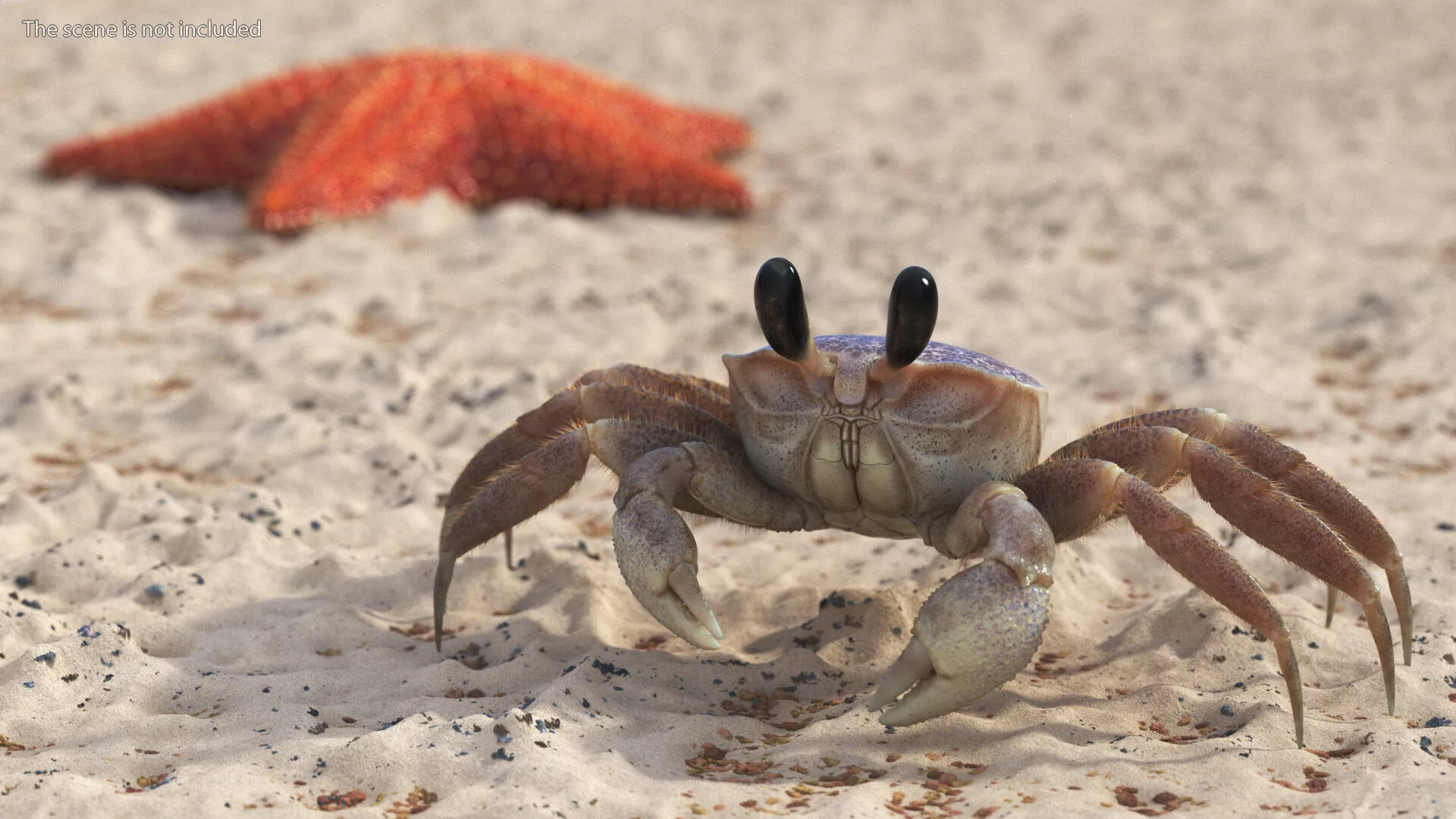 Coastal Burrowing Crab Pink Beige Fur 3D model