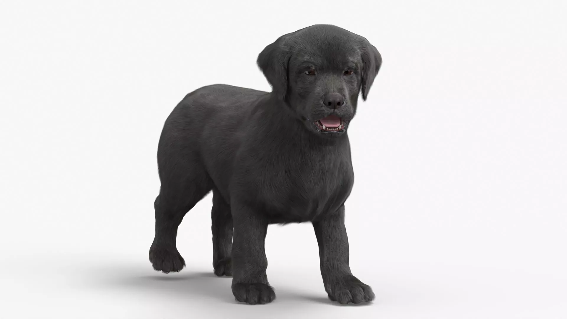 Labrador Puppy Leisurely Walk Fur Animated Rigged 3D model