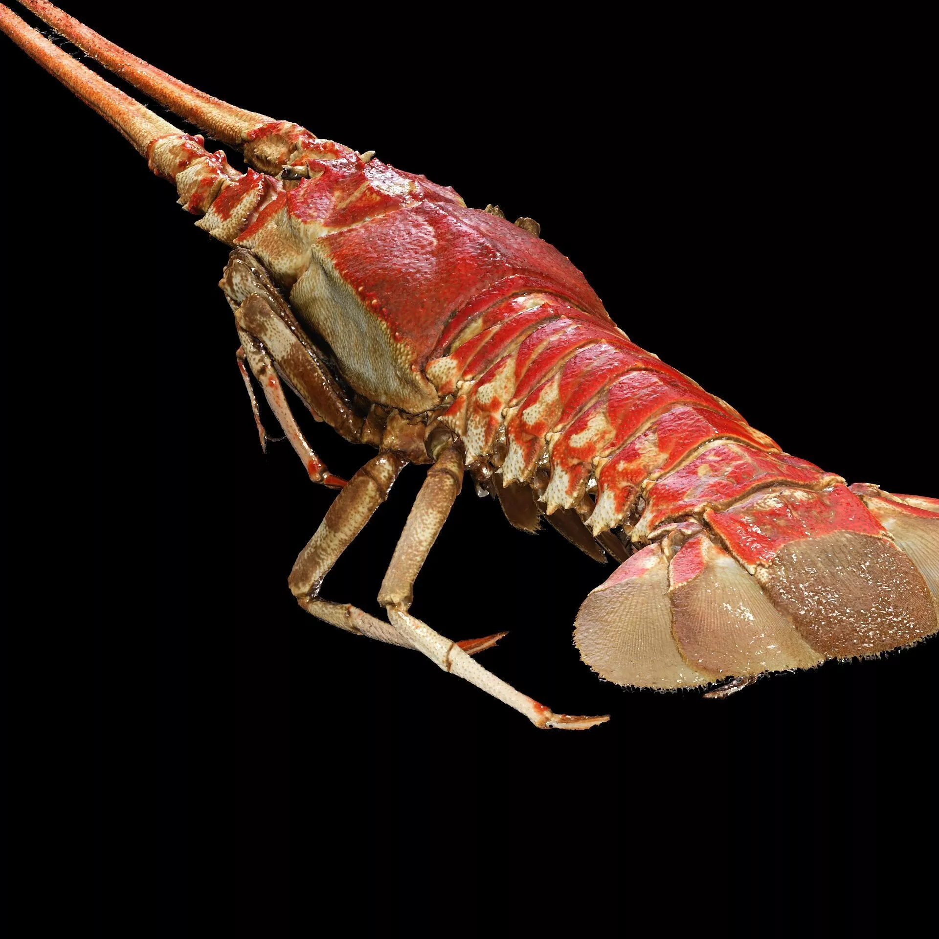 CRAYFISH PRAWN LOBSTER Cambaroide ANATOMY CARP FISH 3D print model